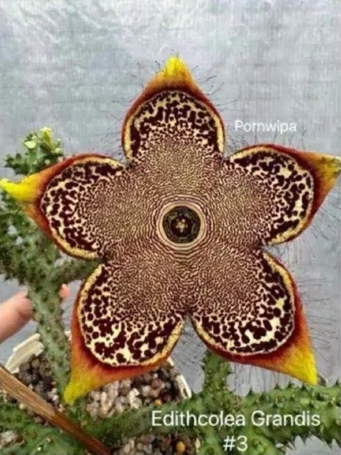 EDITHCOLEA GRANDIS #3