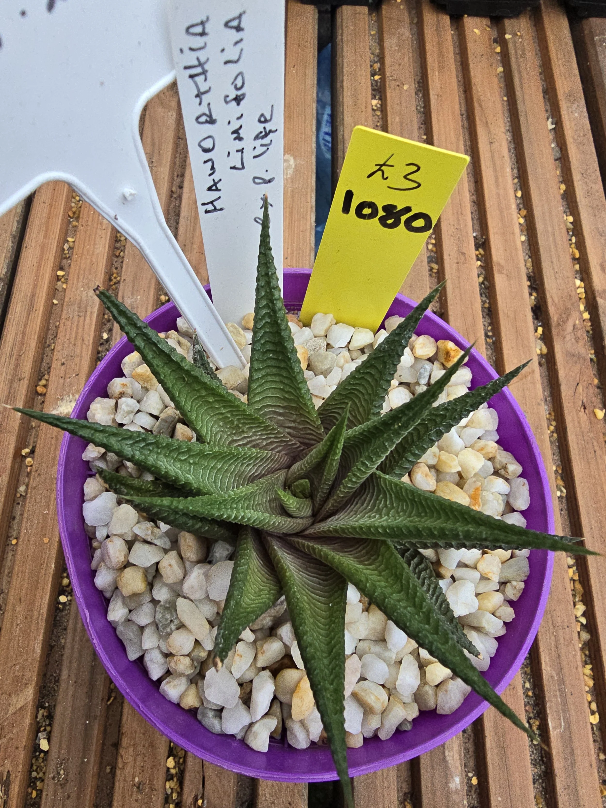 HAWORTHIA LIMIFOLIA EX. P. LIFE