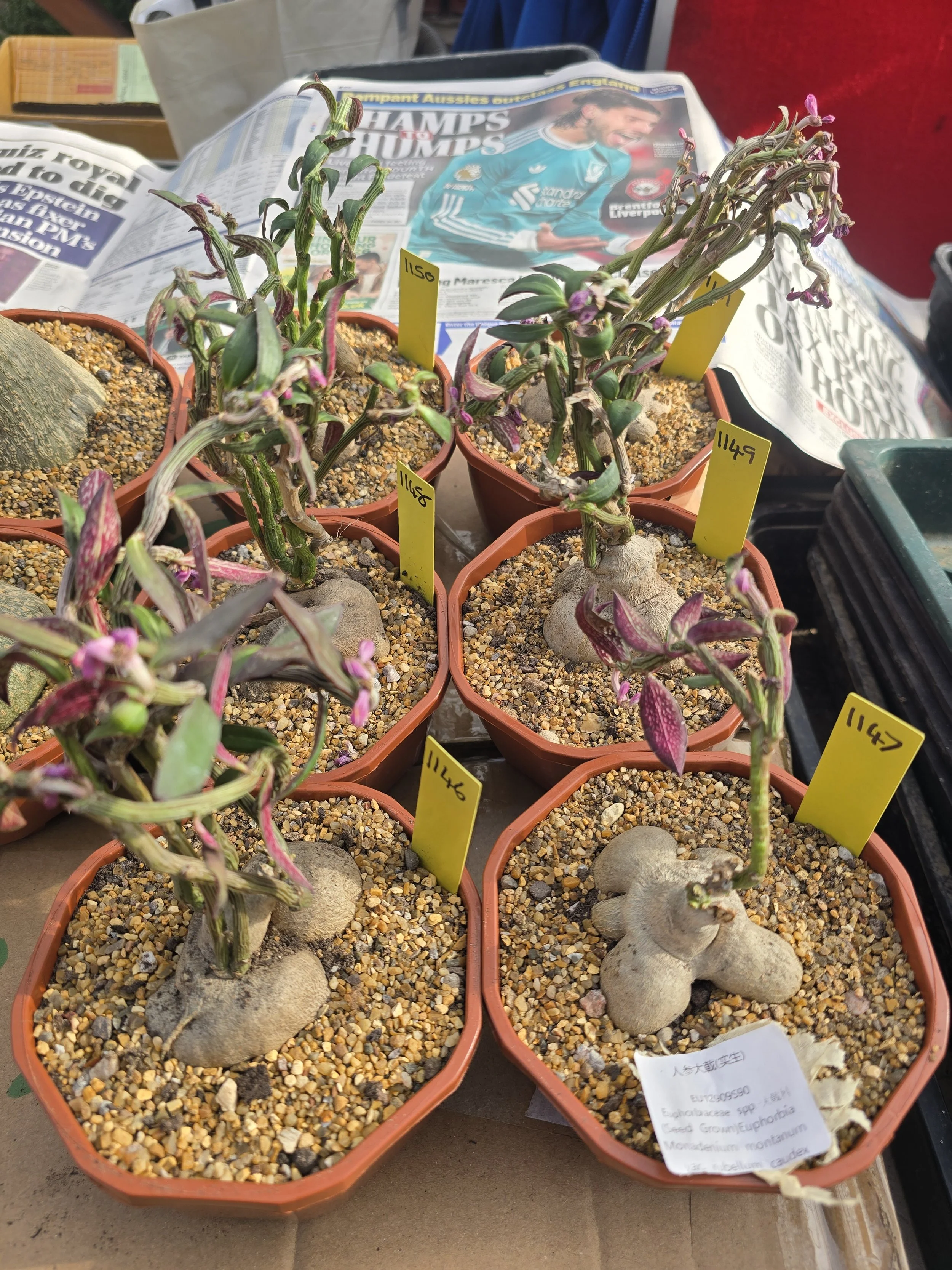 Euphorbia Monadenium Montanum var. Rubellum caudex