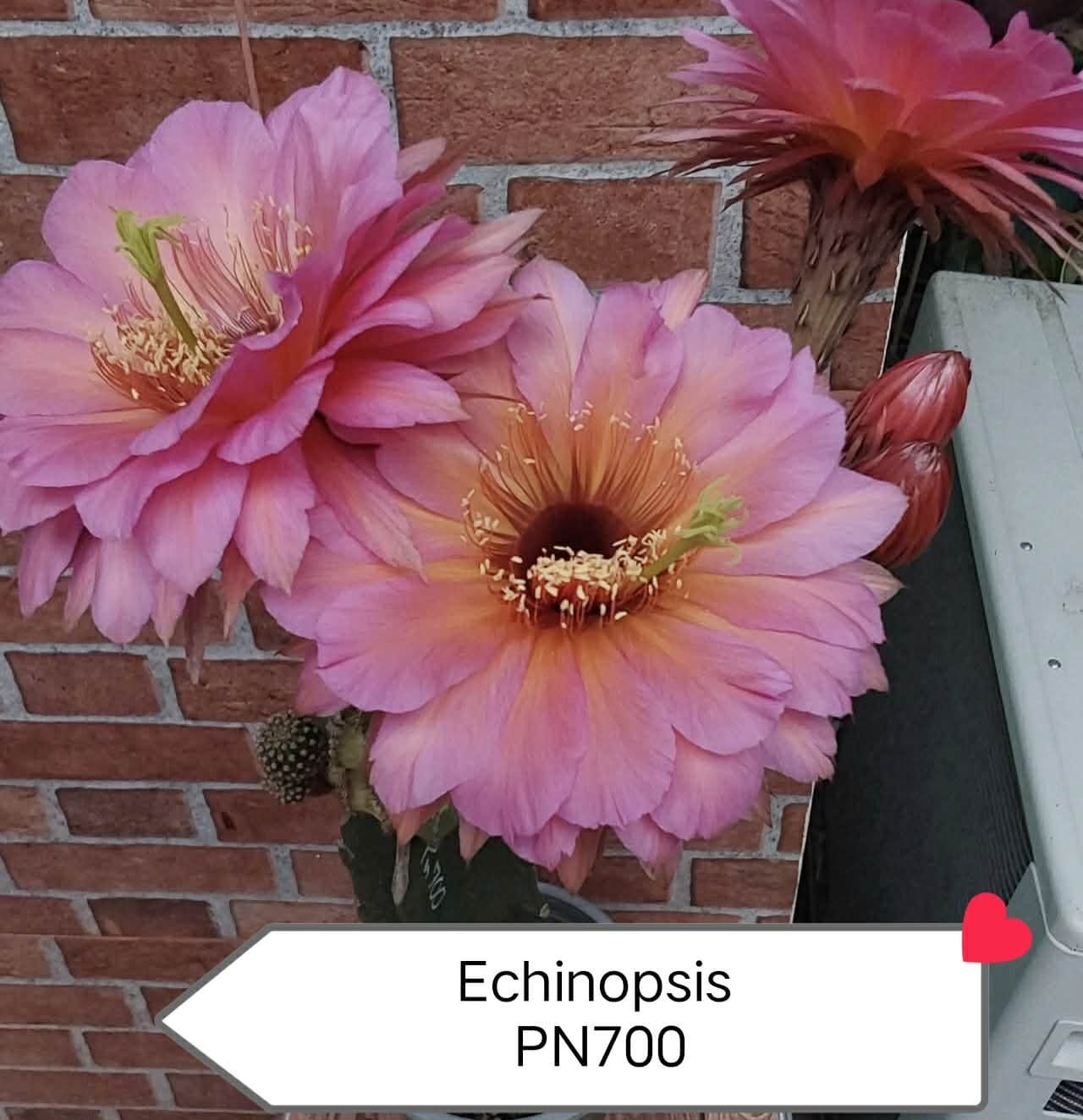 Echinopsis PN700 Thai Hybrid