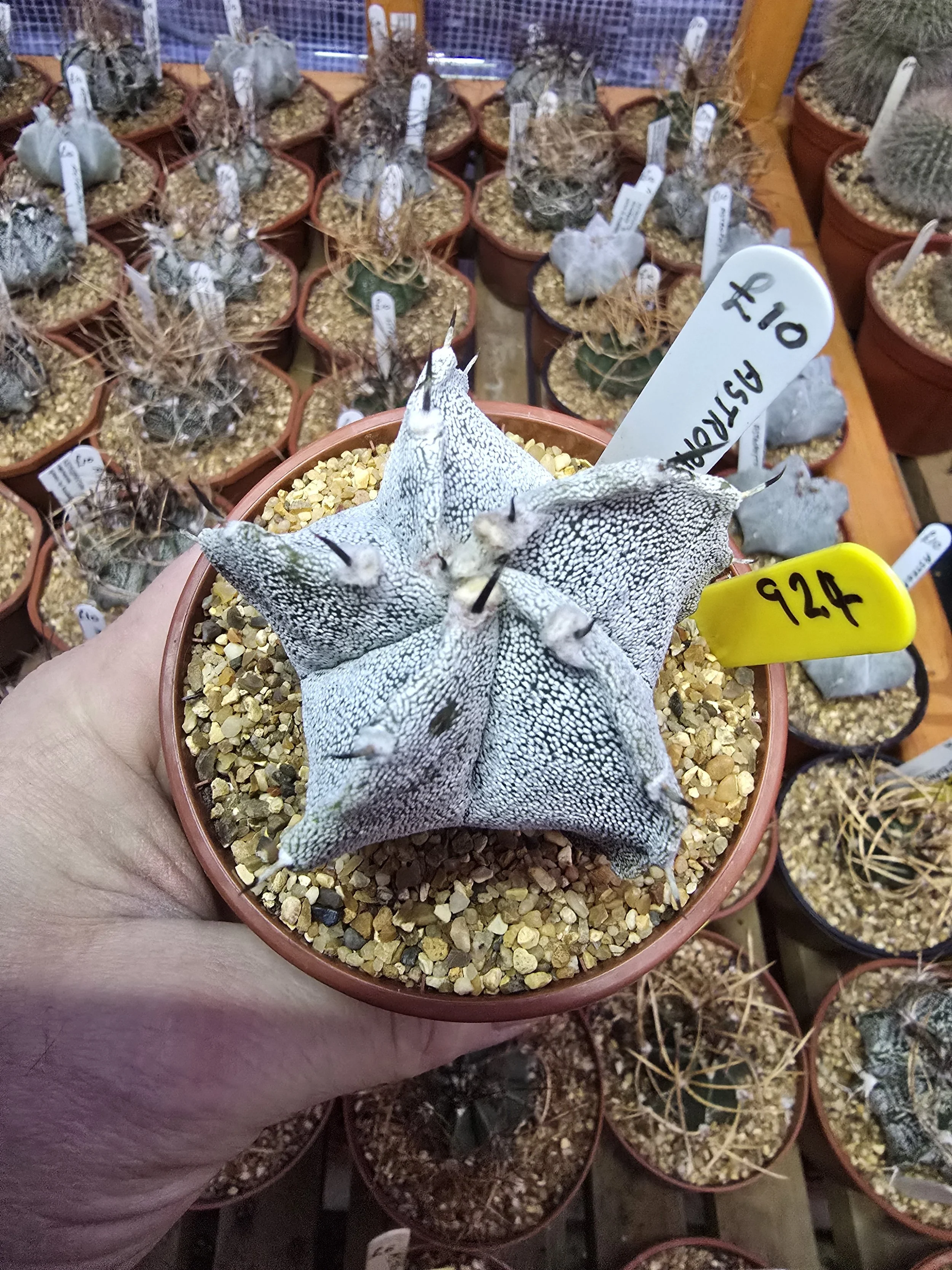 ASTROPHYTUM