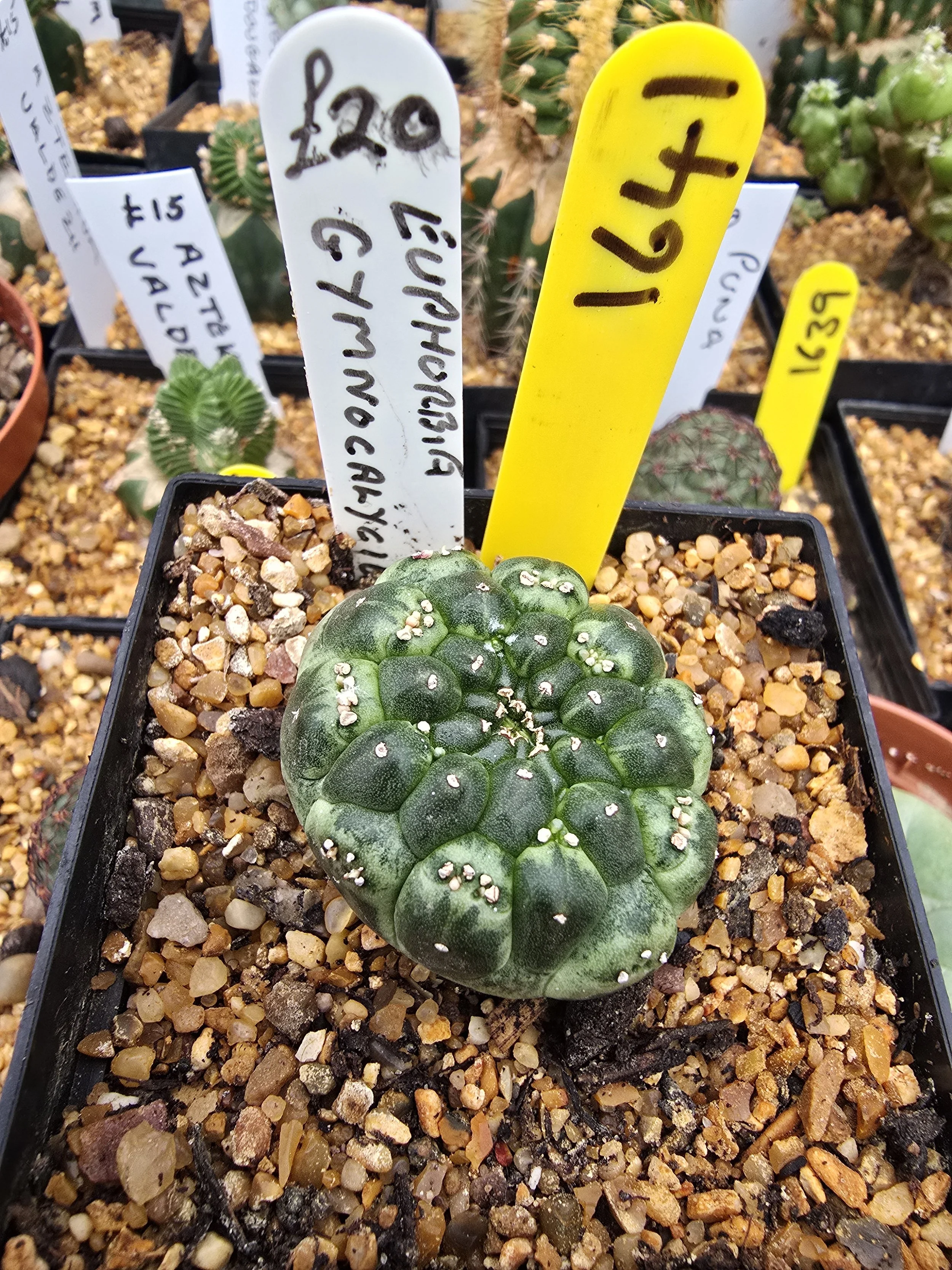 EUPHORBIA GYMNOCALYCIOIDES