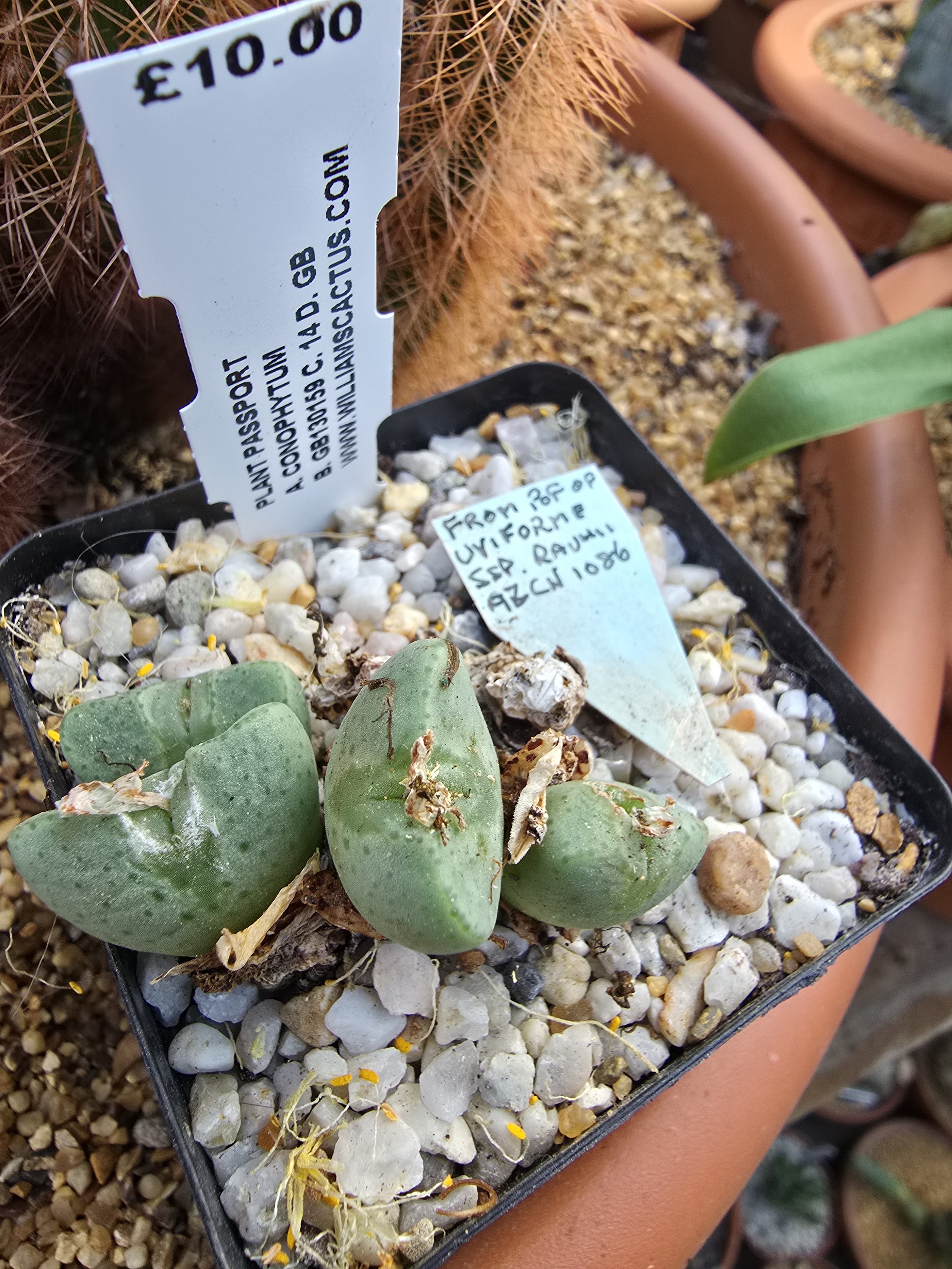 CONOPHYTUM UVIFORME SSP RAUHII AZCN 1086