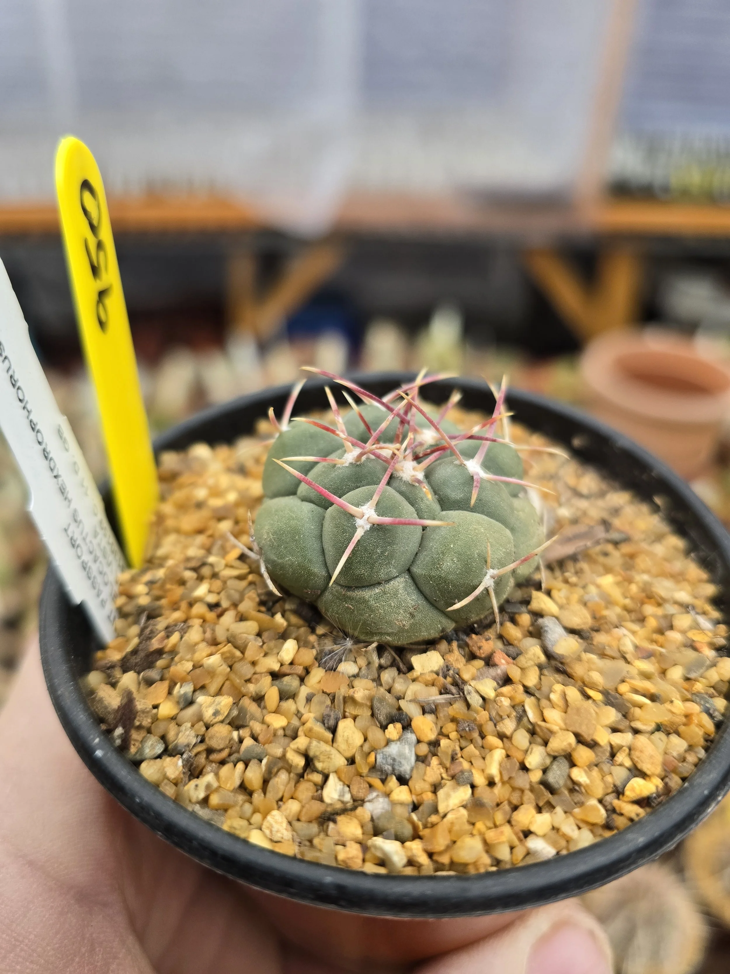 THELOCACTUS HEXDROPHORUS BUENA VISTA