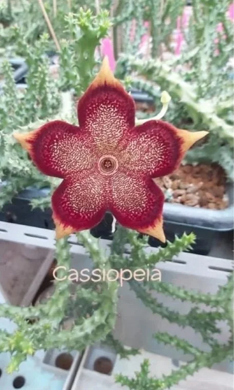 EDITHCOLEA GRANDIS CASSIOPEIA
