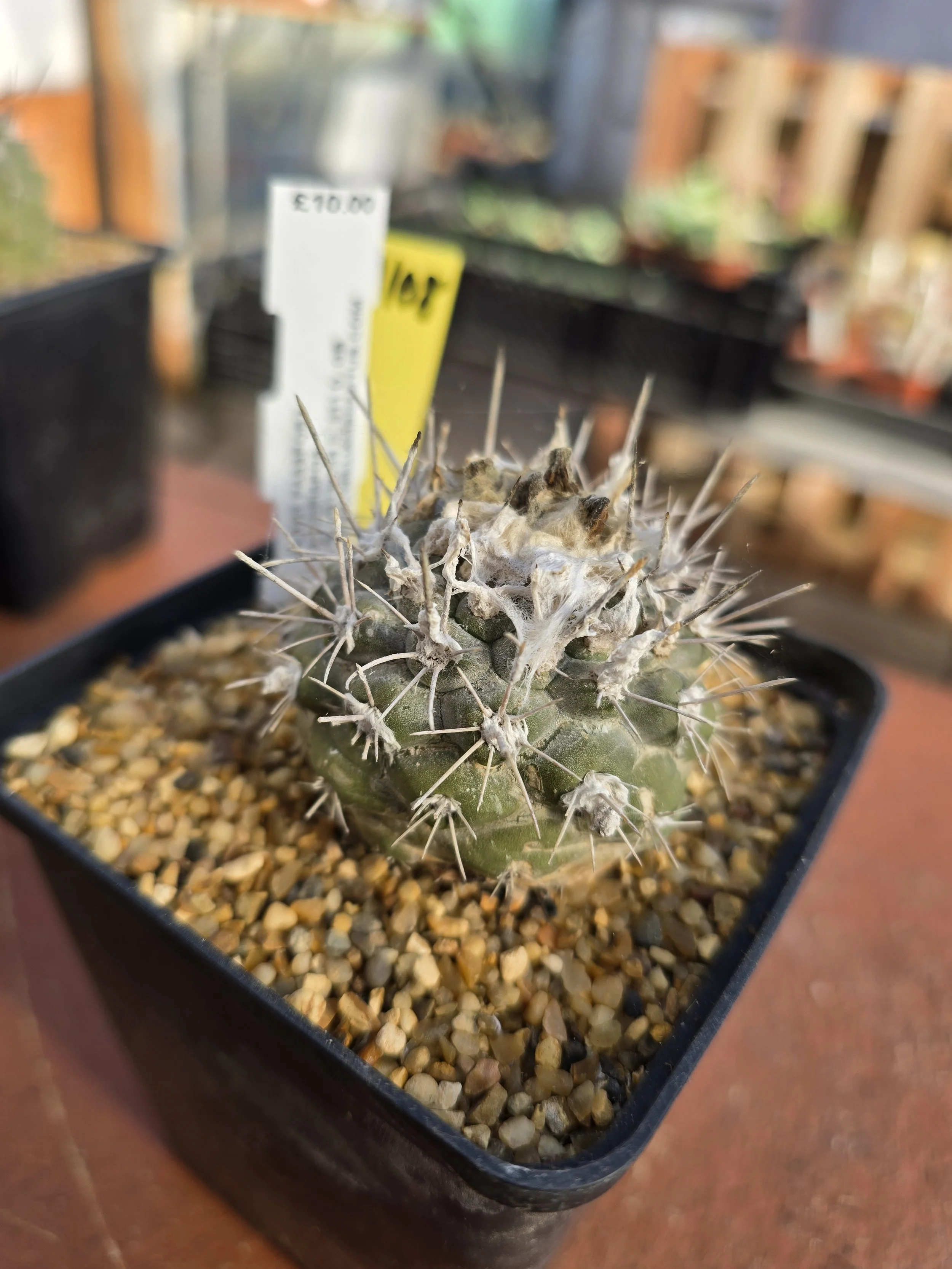 COPIAPOA