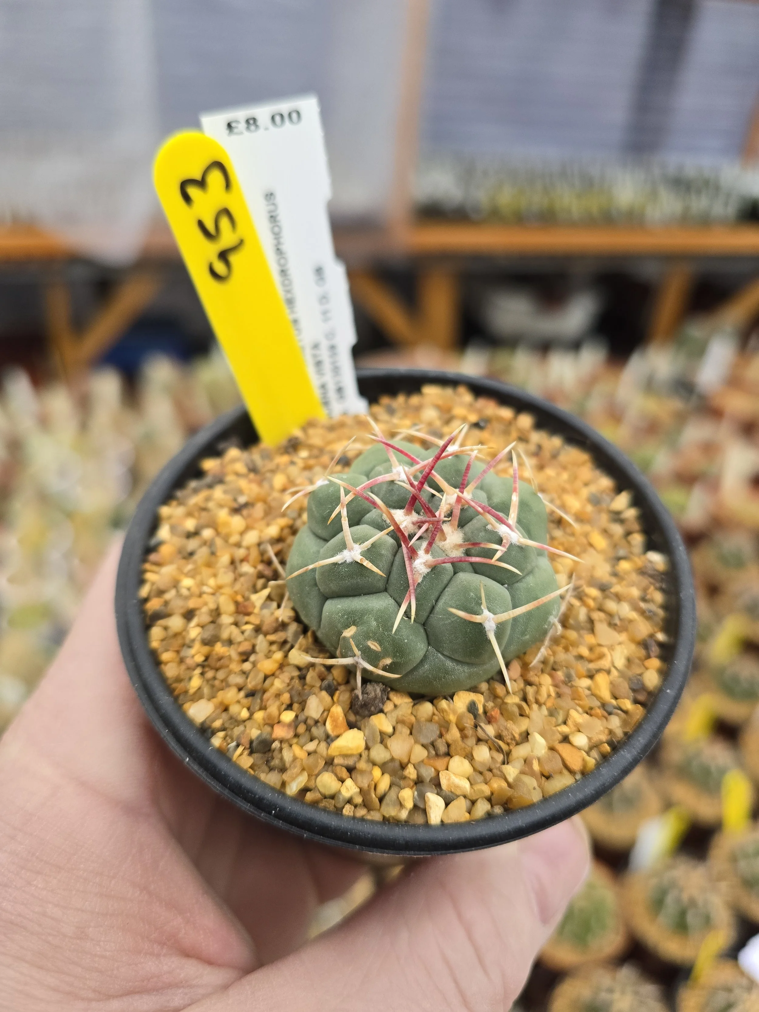 953 THELOCACTUS HEXDROPHORUS BUENA VISTA.jpg