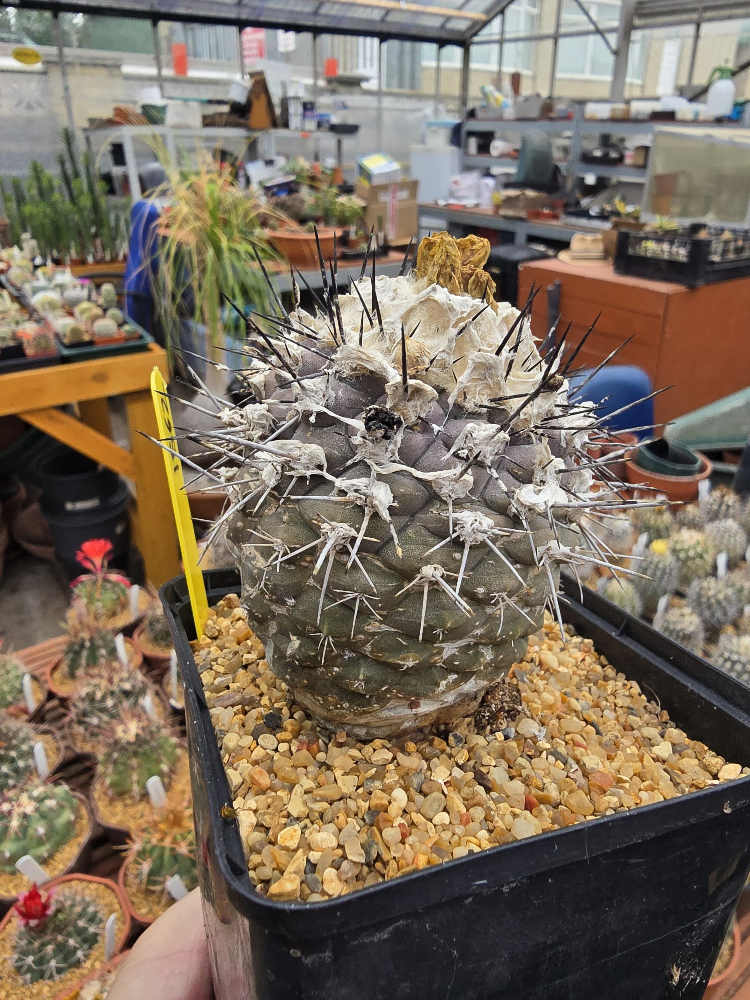 Copiapoa