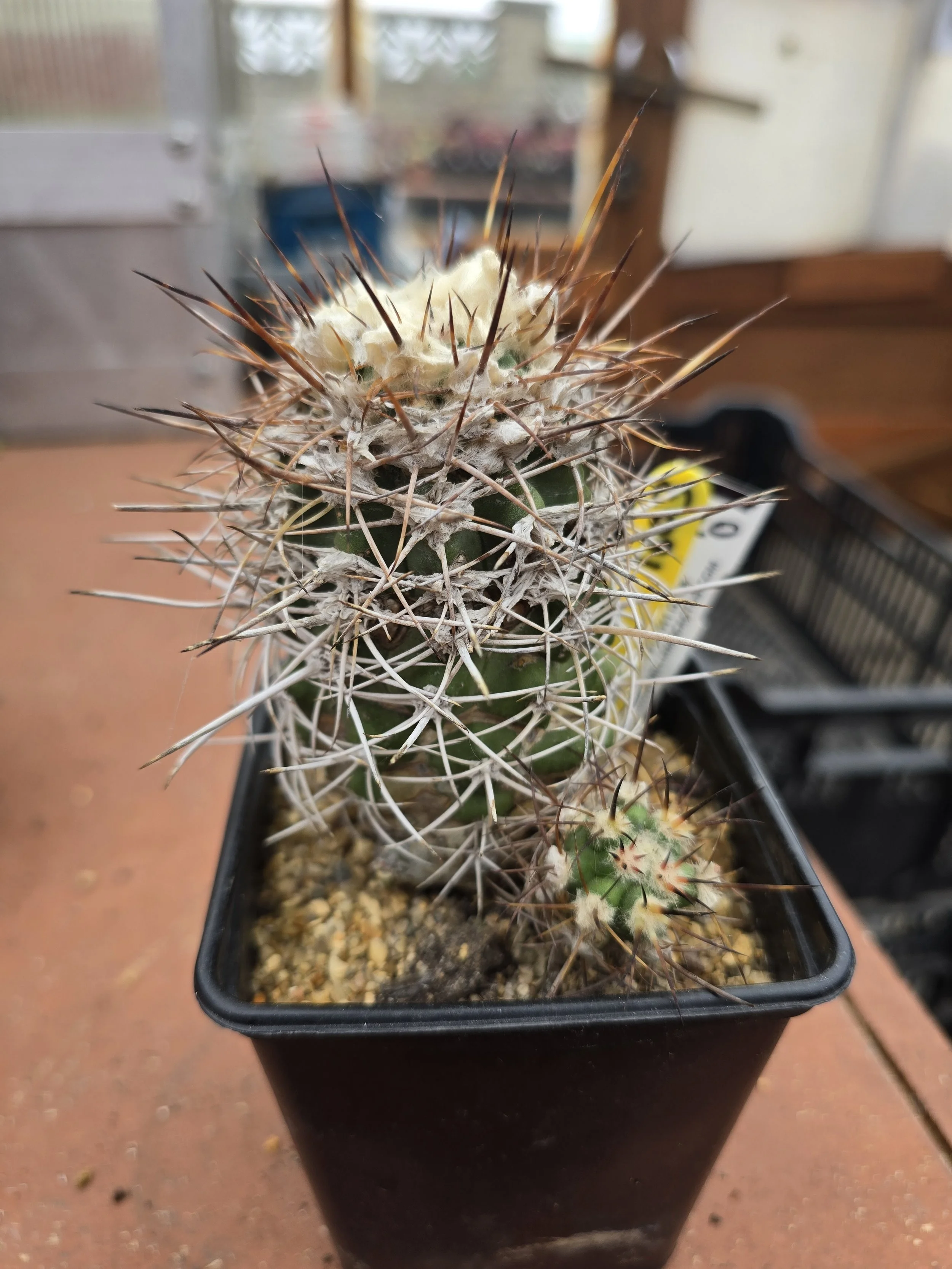 COPIAPOA