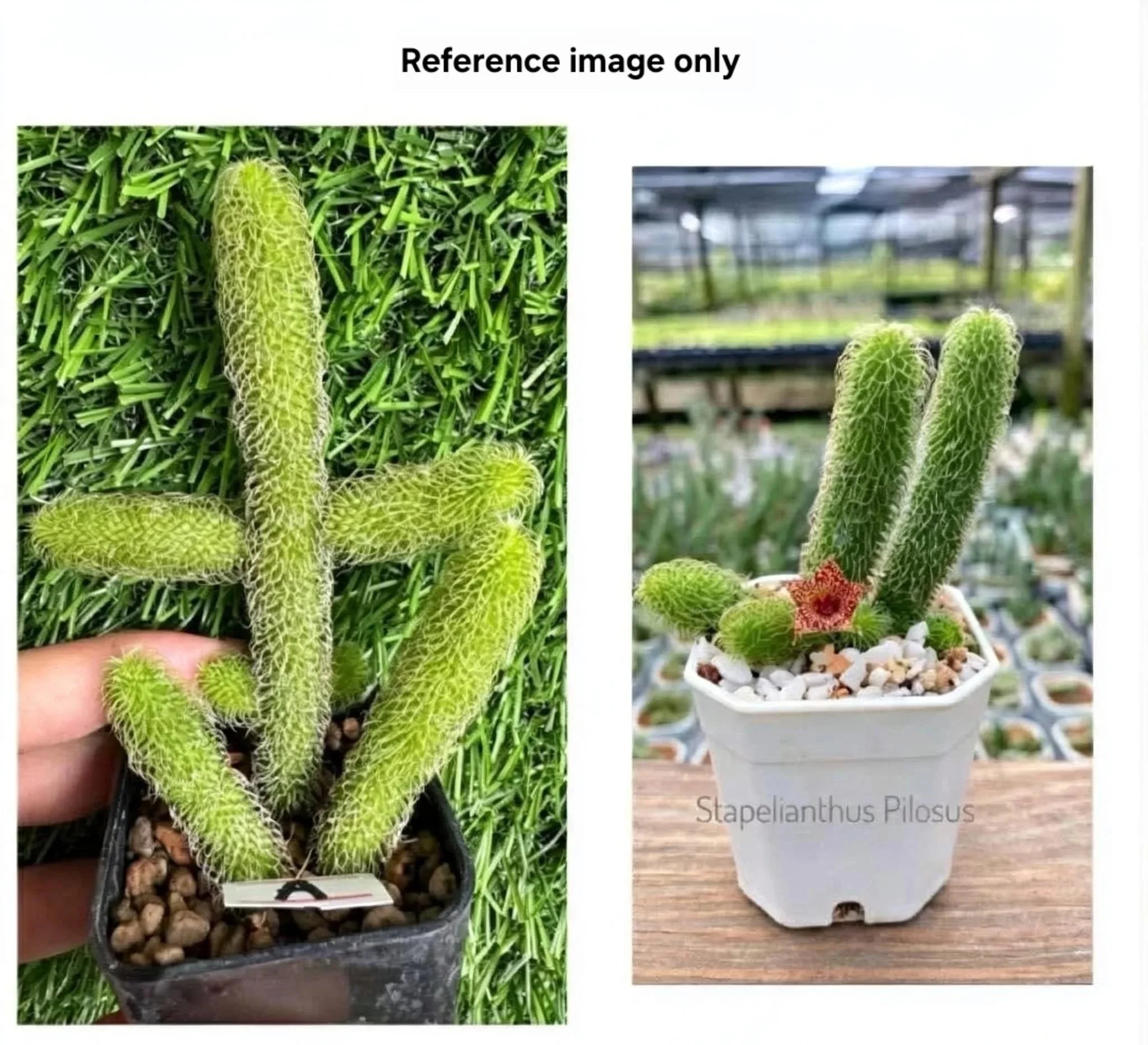 STAPELIANTHUS+PILOSUS+1.jpg