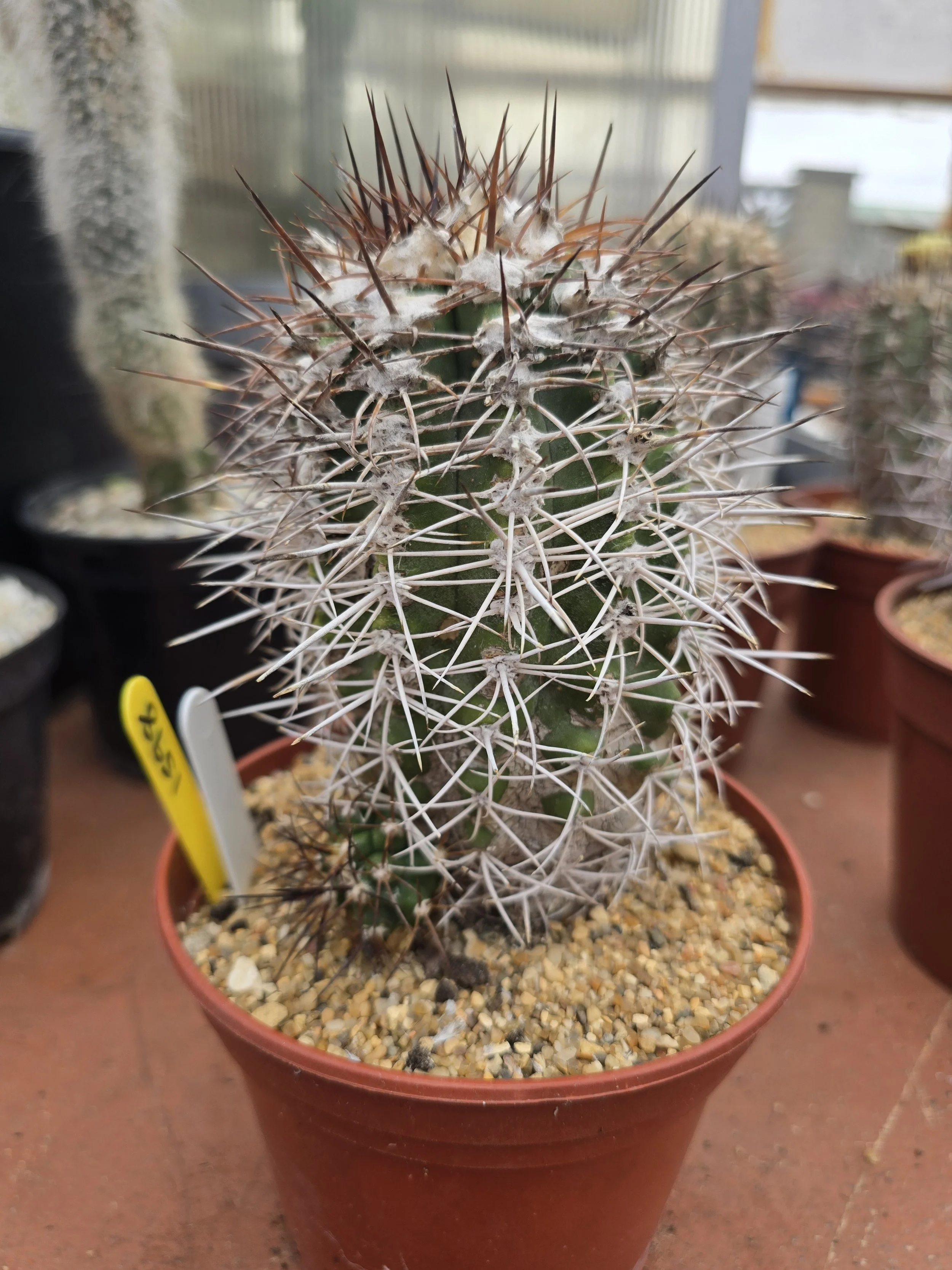 COPIAPOA