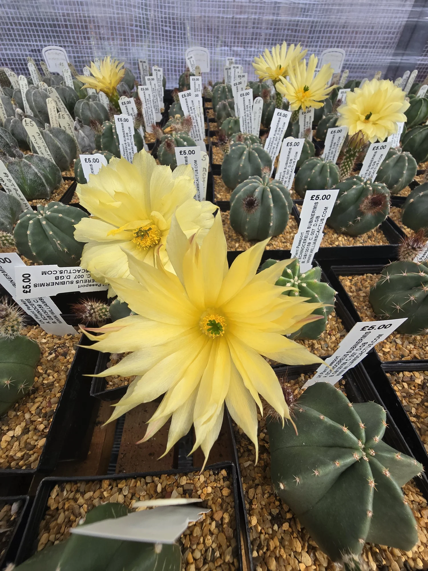 ECHINOCEREUS SUBINERMIS  Williams Cactus