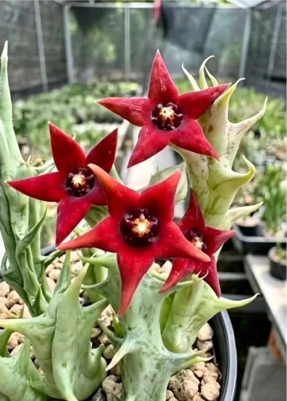 ORBEA COMMUTATA