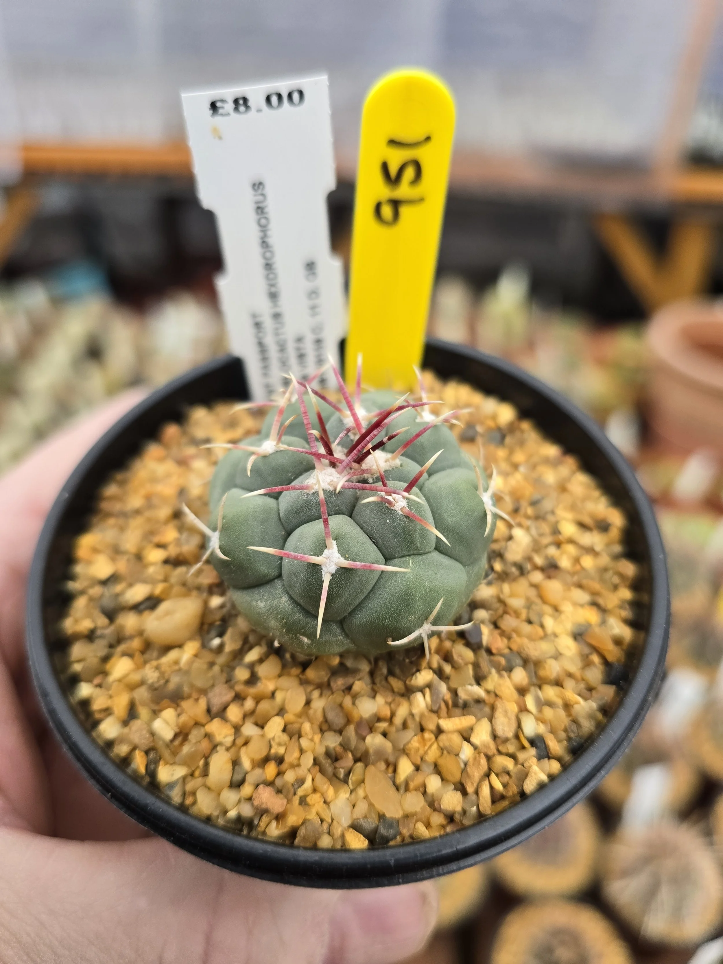 THELOCACTUS HEXDROPHORUS BUENA VISTA