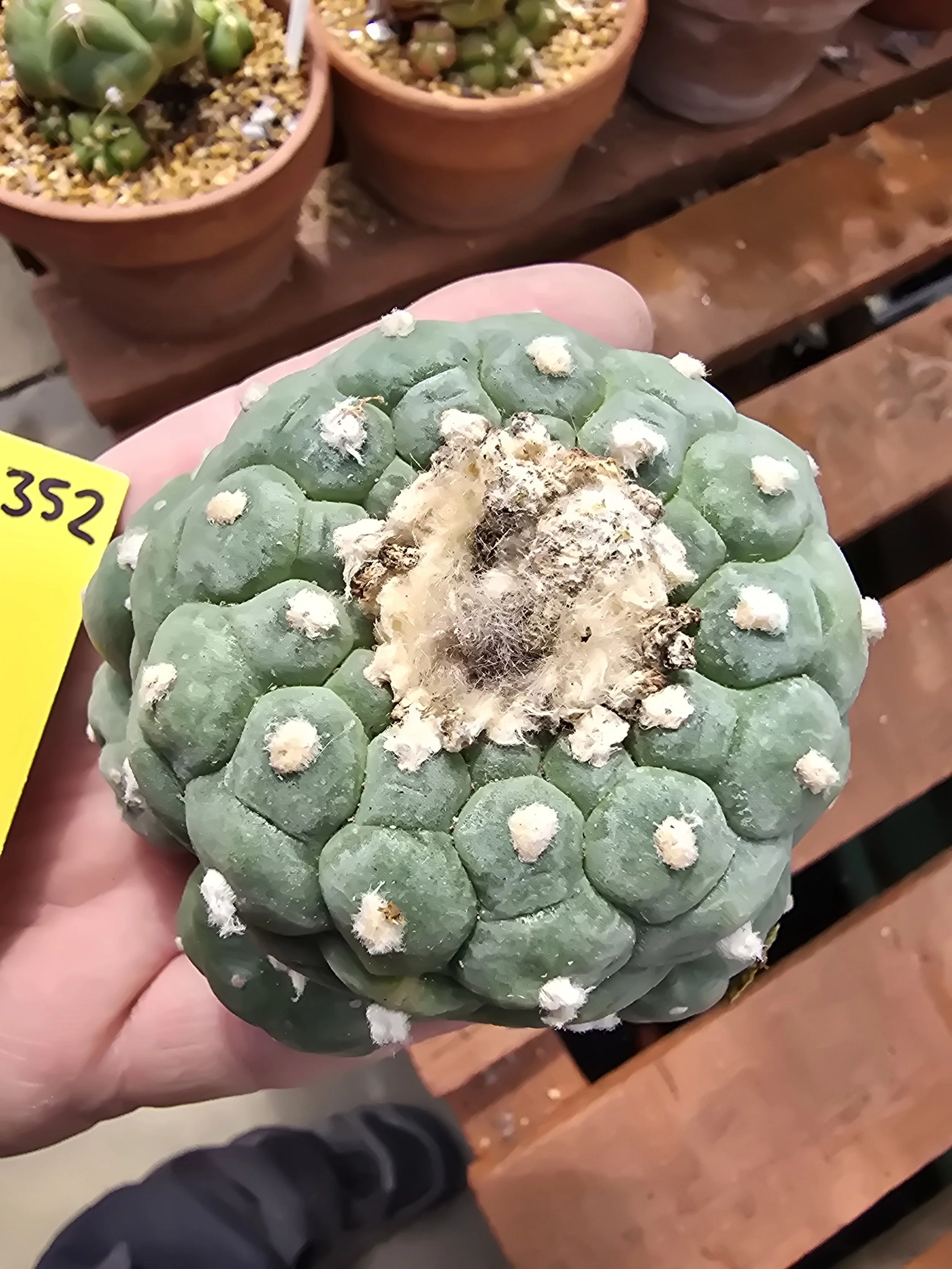 Lophophora williamsii