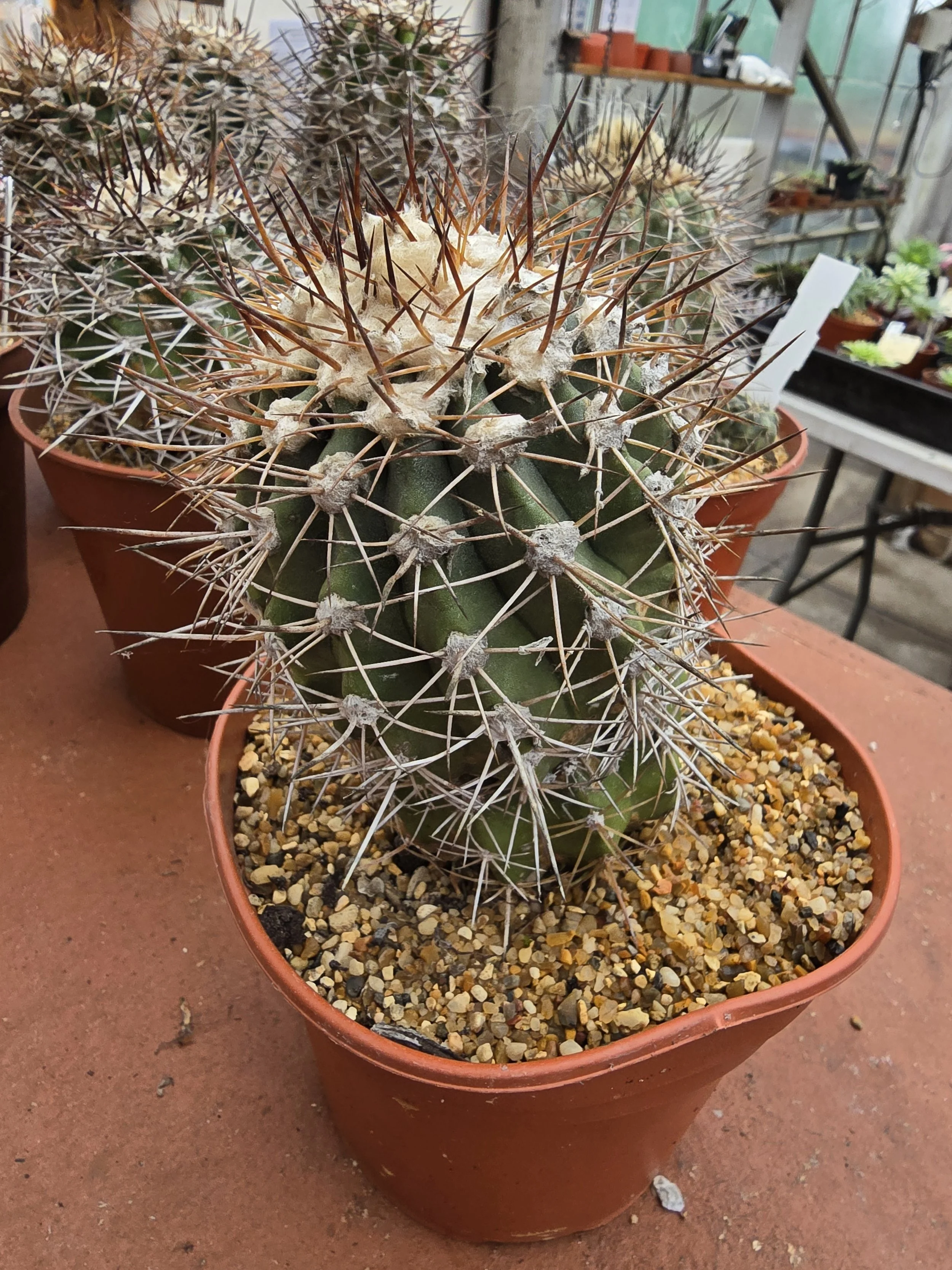 COPIAPOA