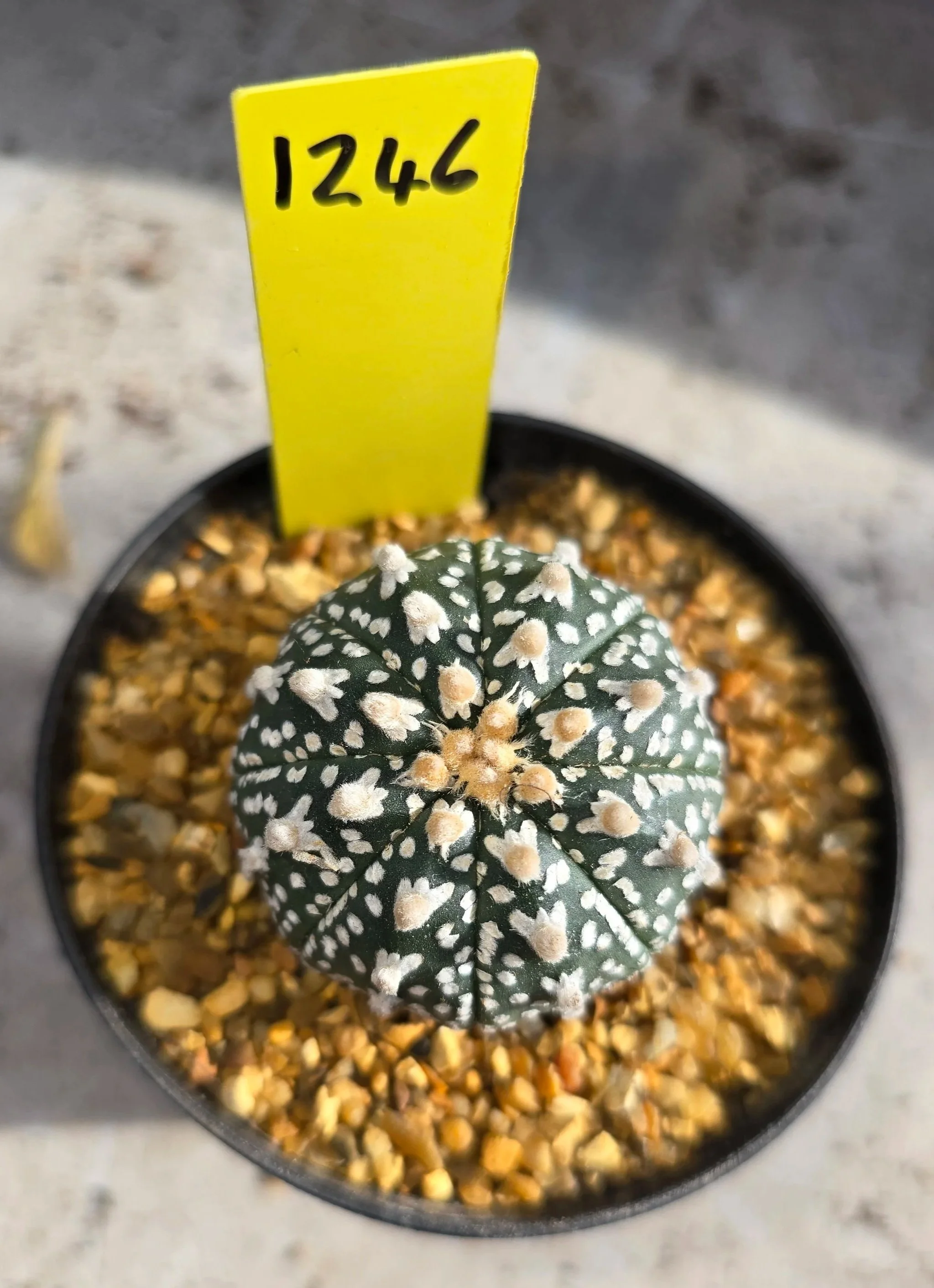 Astrophytum