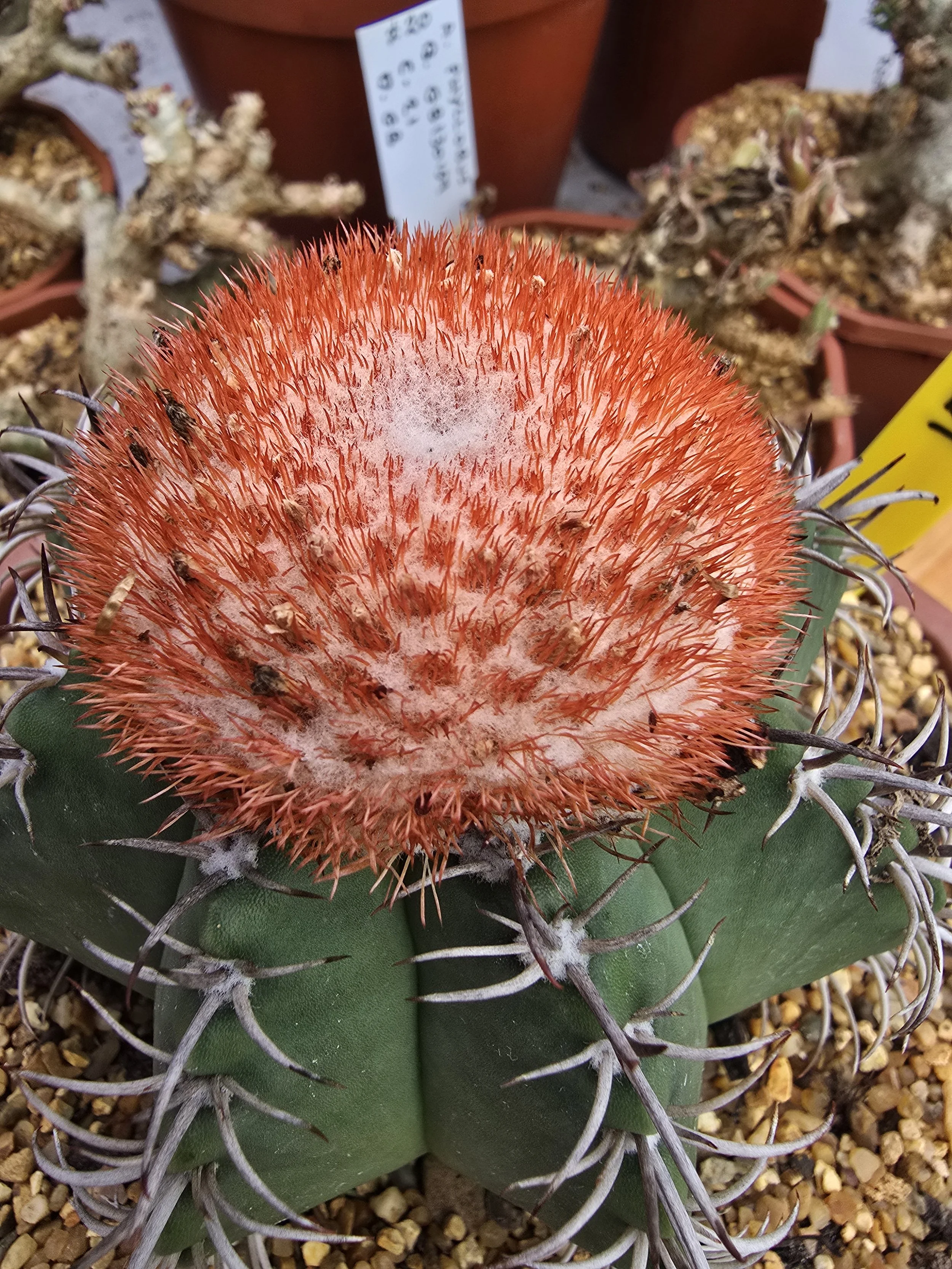 Melocactus matanzanus
