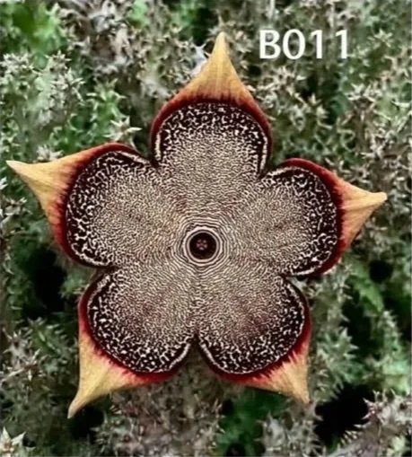 EDITHCOLEA GRANDIS B011