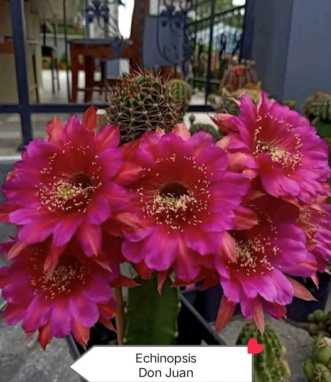 Echinopsis 'Don Juan' Cactus Thai Hybrid