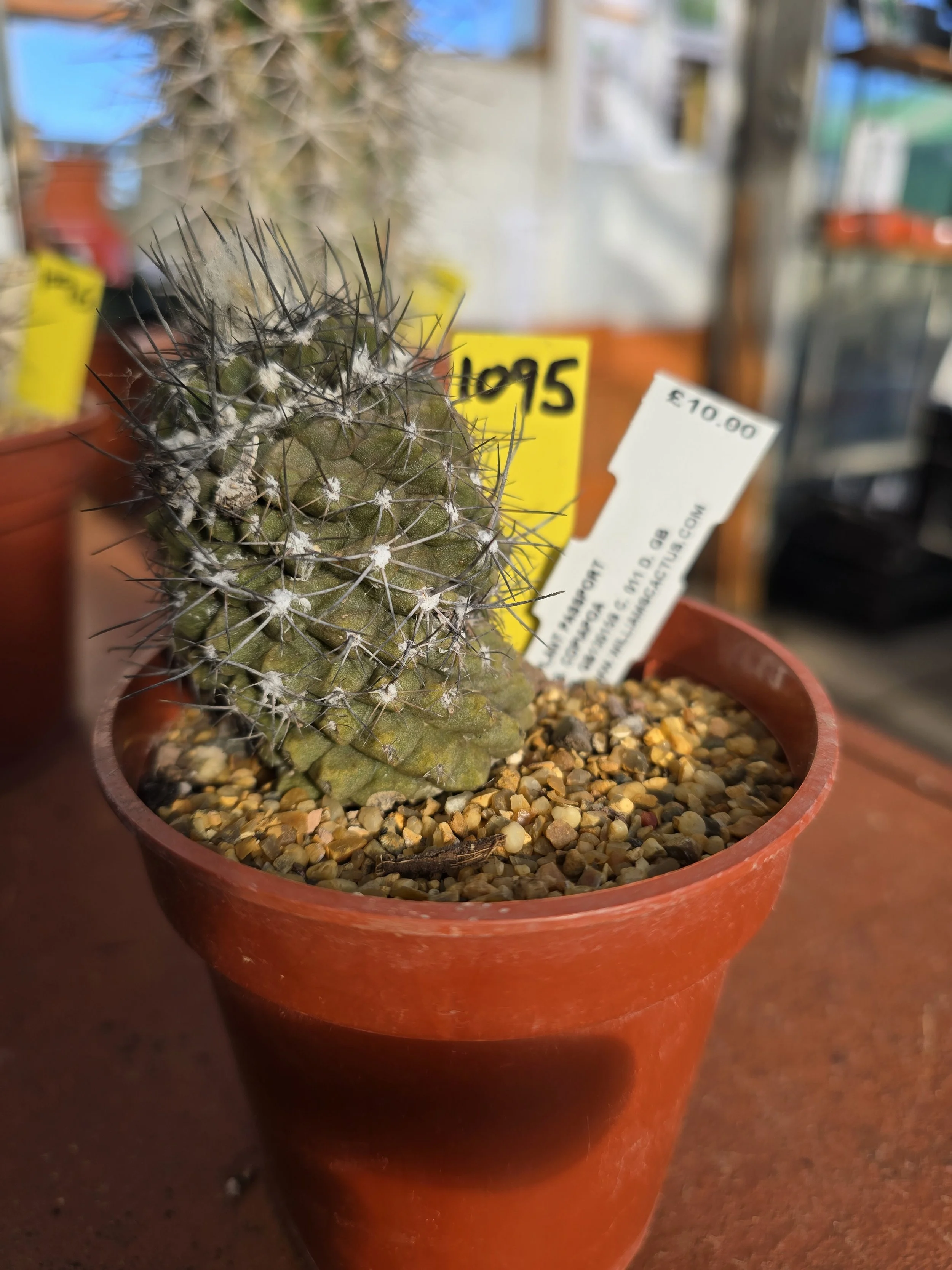 COPIAPOA