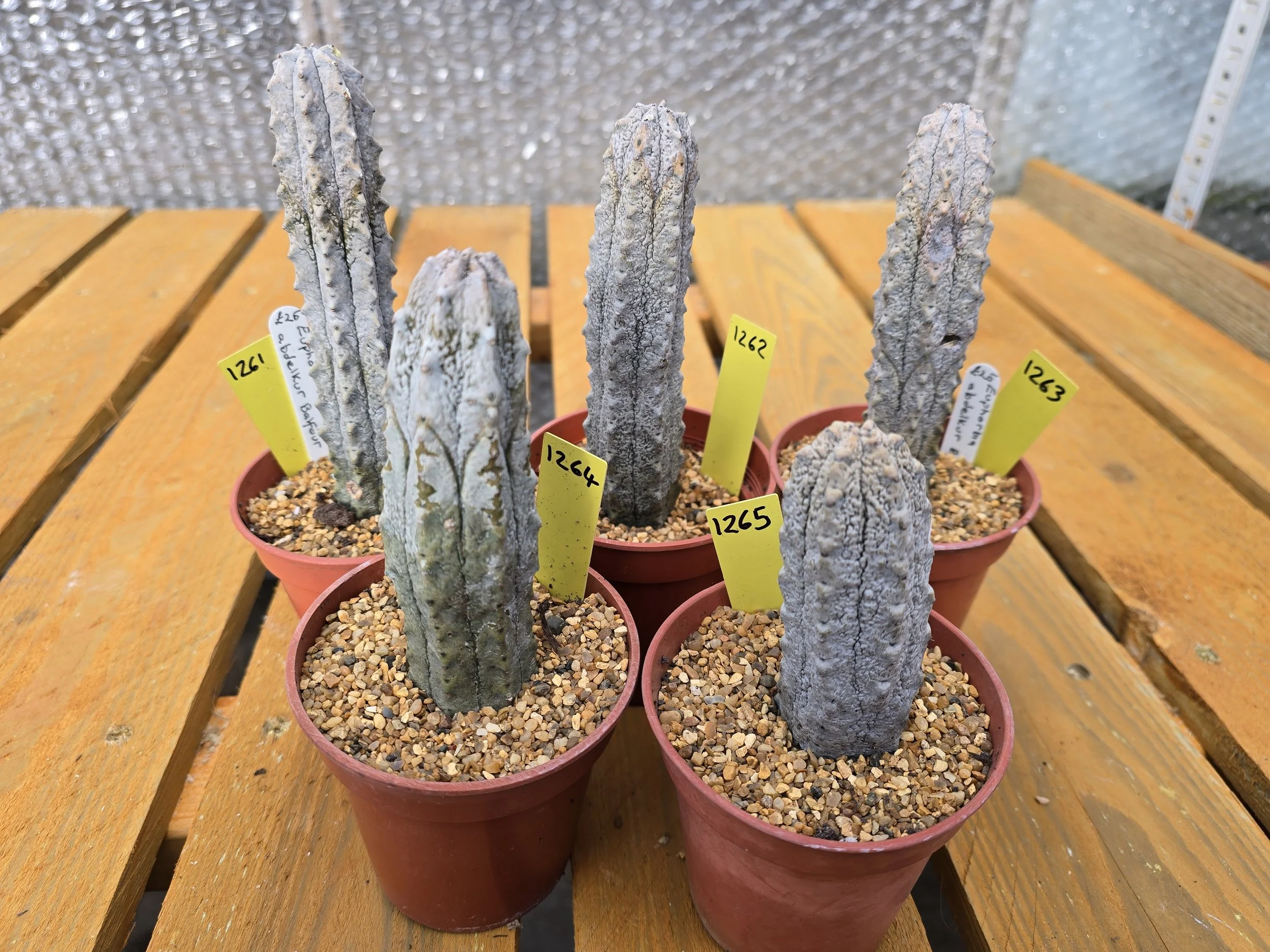 EUPHORBIA ABDELKUR BALFOUR