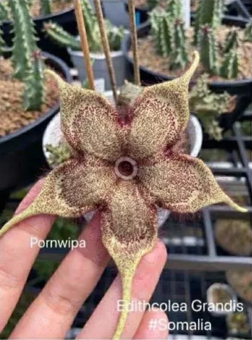 EDITHCOLEA GRANDIS SOMALIA