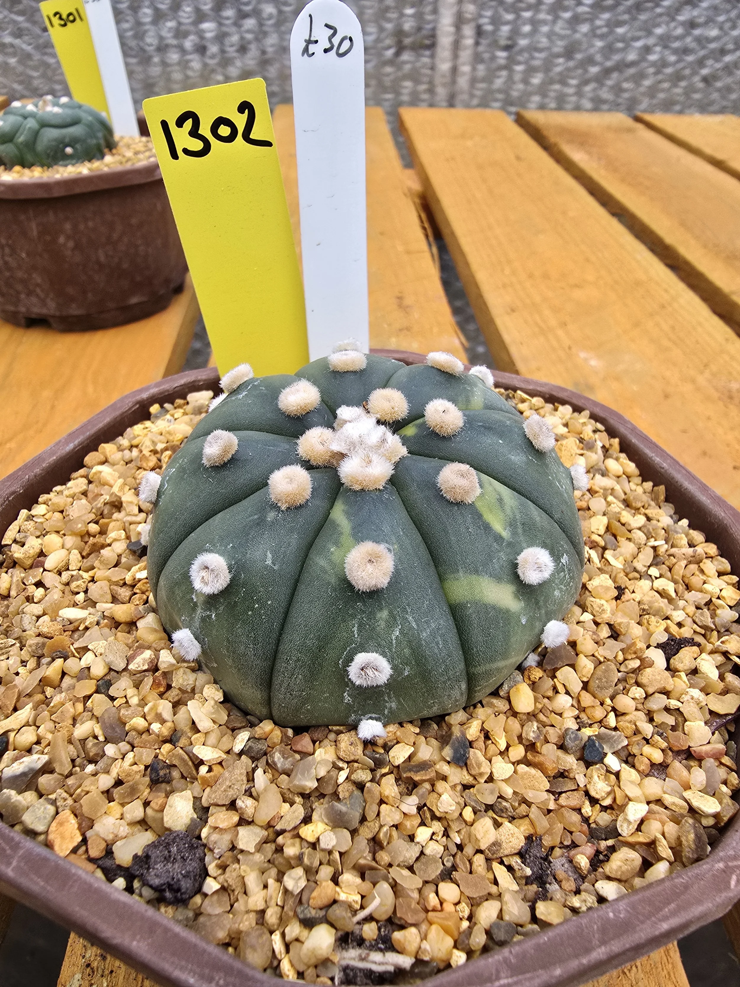ASTROPHYTUM ASTERIAS NUDUM VARIEGATED