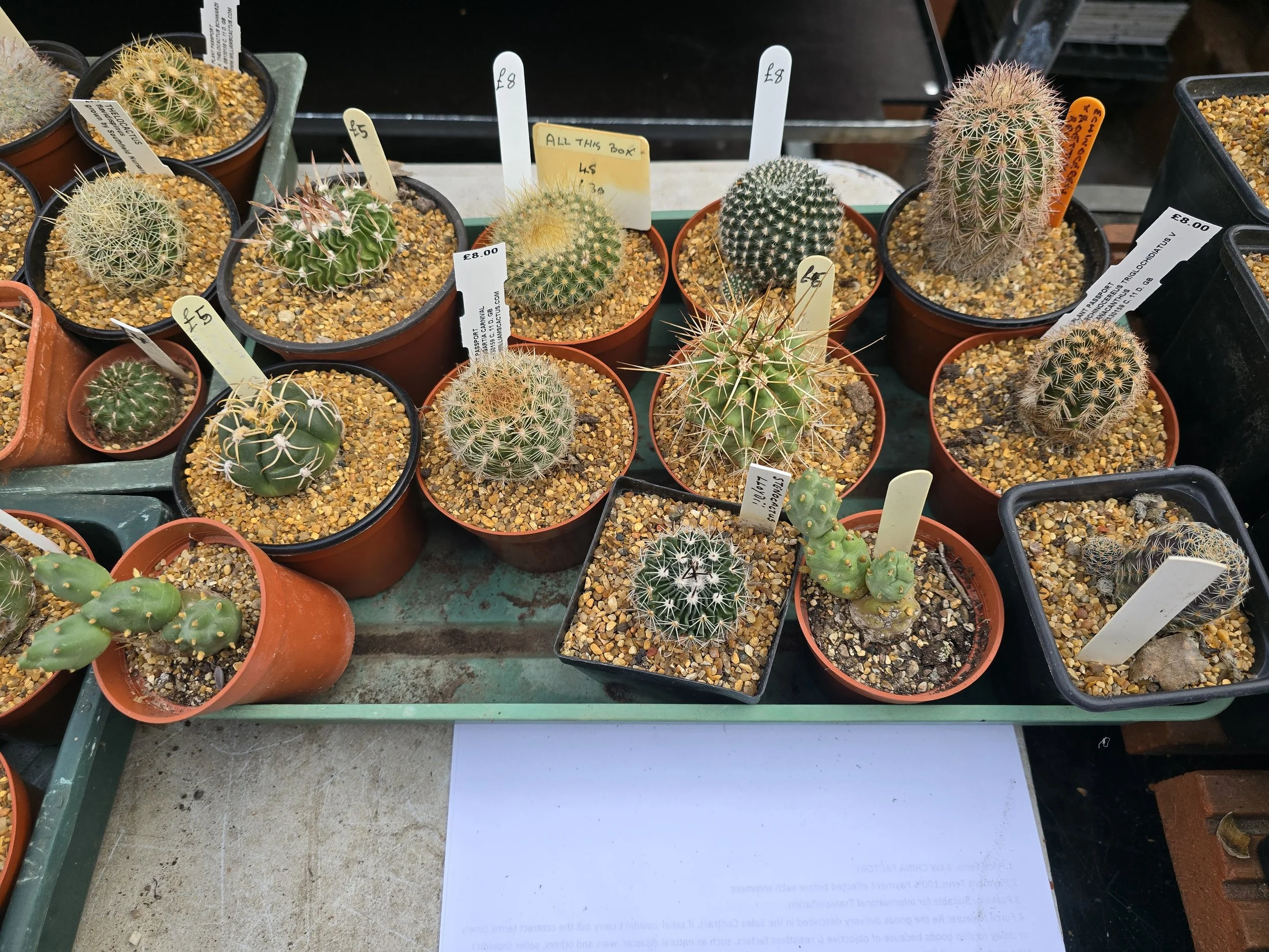 12 Mixed Cactus Collection - Tray 45