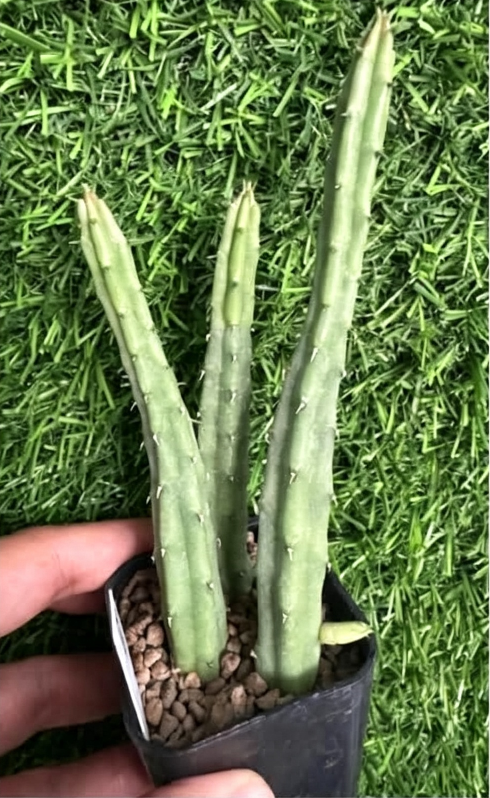 HUERNIA+PROCUMBENS+HYBRID+%28PINK%29.png