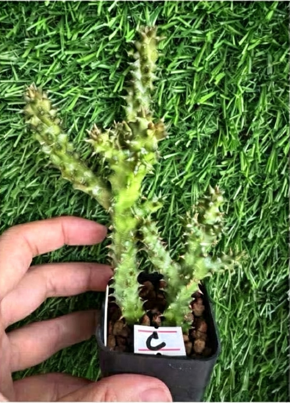 EDITHCOLEA+GRANDIS.png