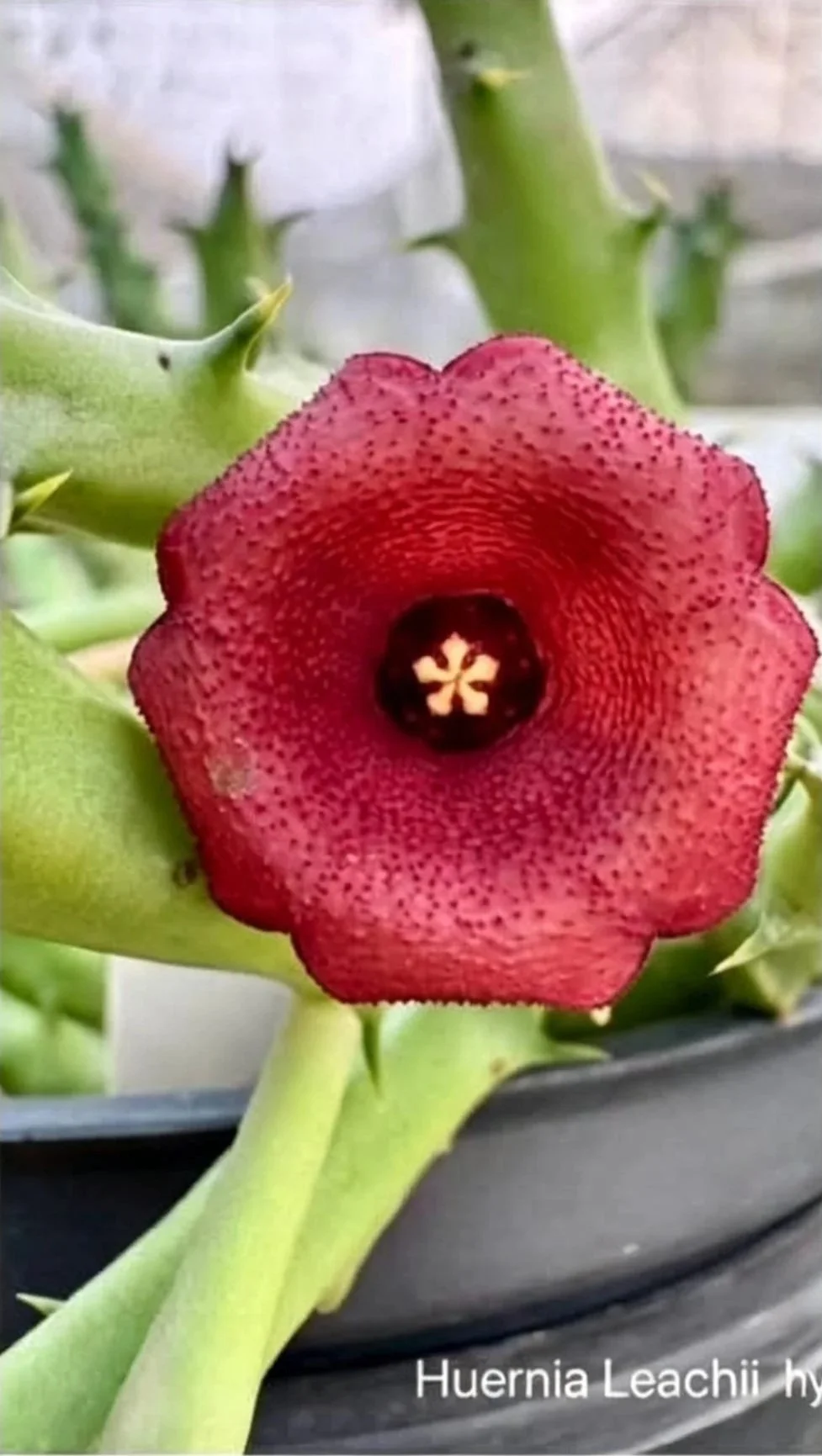HUERNIA LEACHII HYBRID