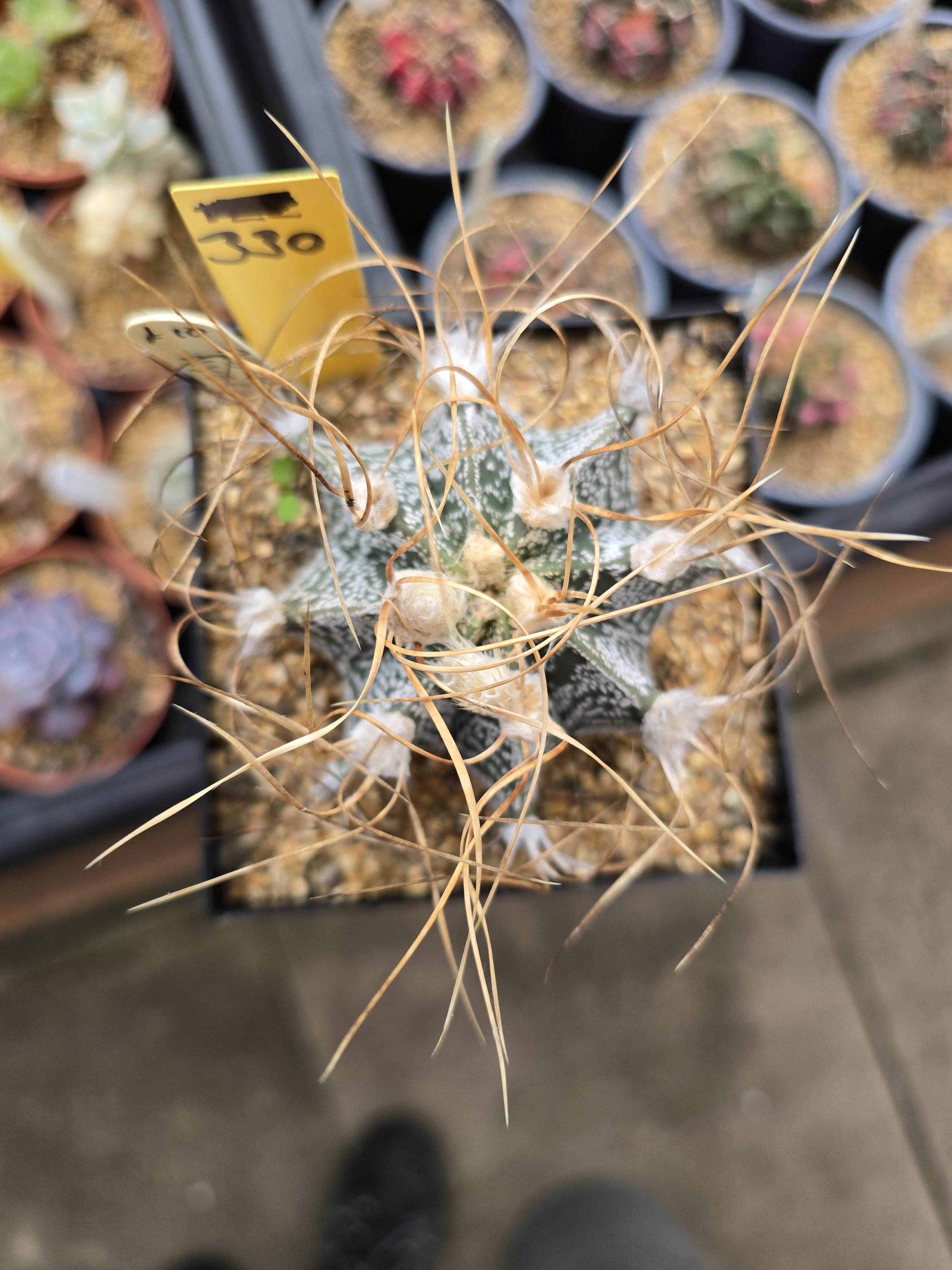 ASTROPHYTUM HYBRID (330)