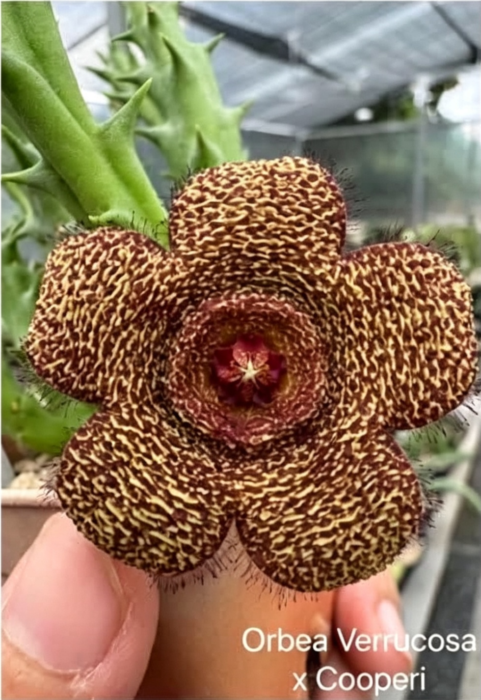 ORBEA VERRUCOSA x COOPERI