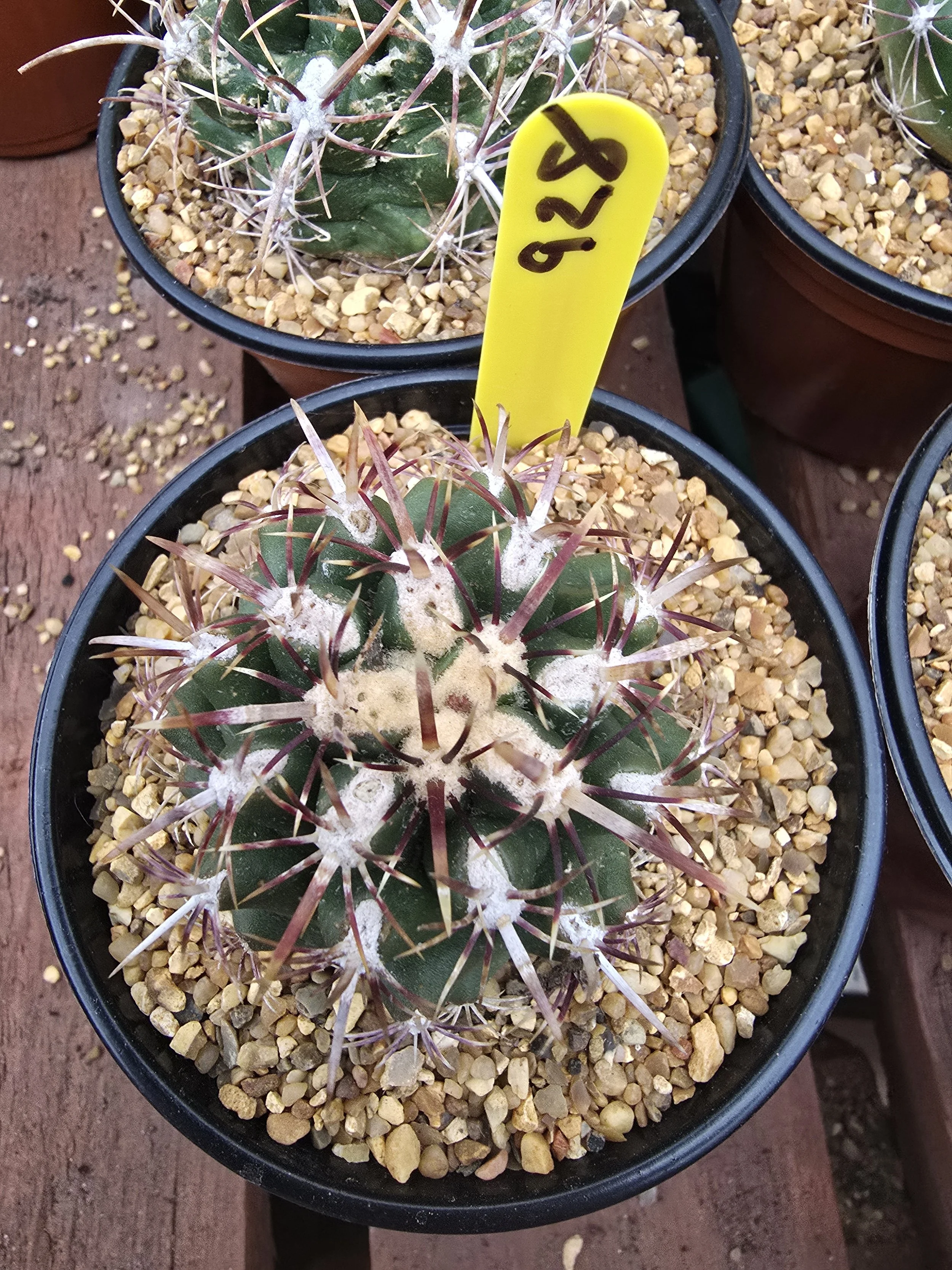 THELOCACTUS BICOLOUR V COMMODUS