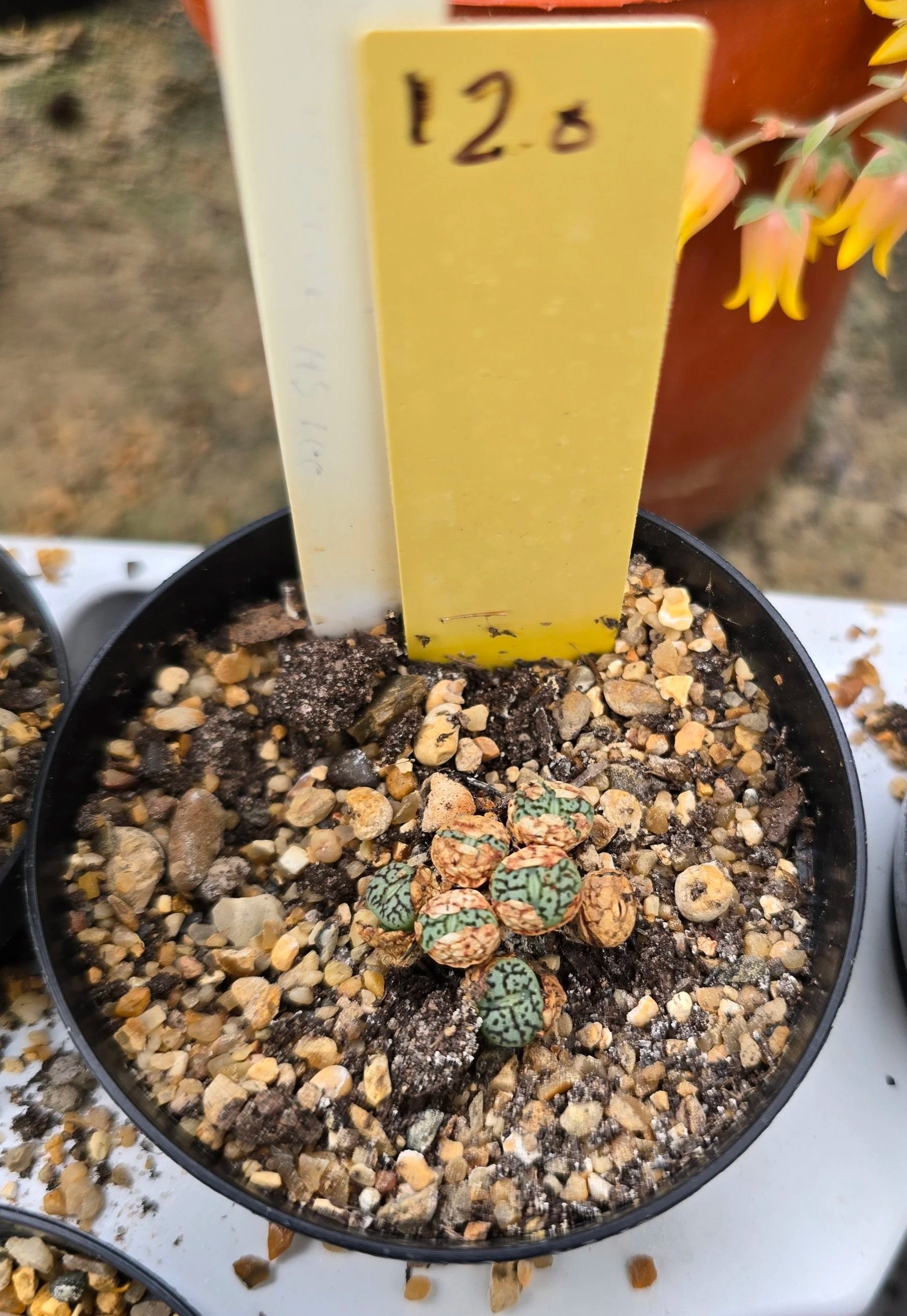 Conophytum - Unknown Name