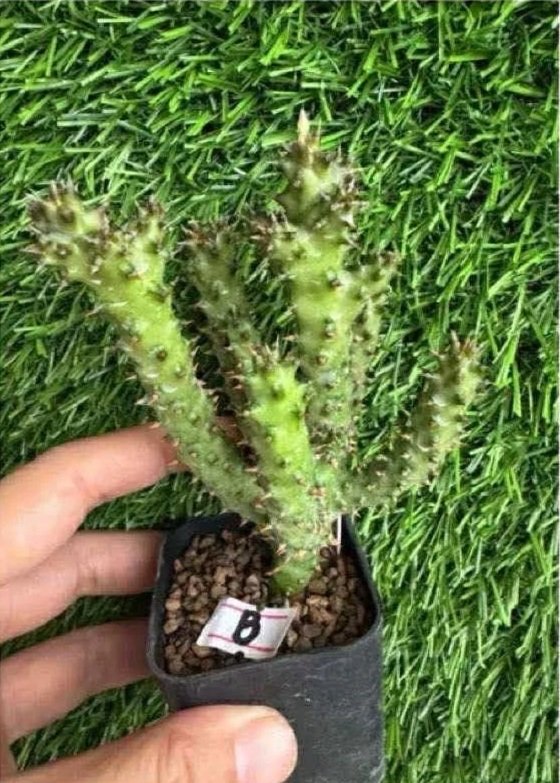 EDITHCOLEA+GRANDIS+%233.jpg