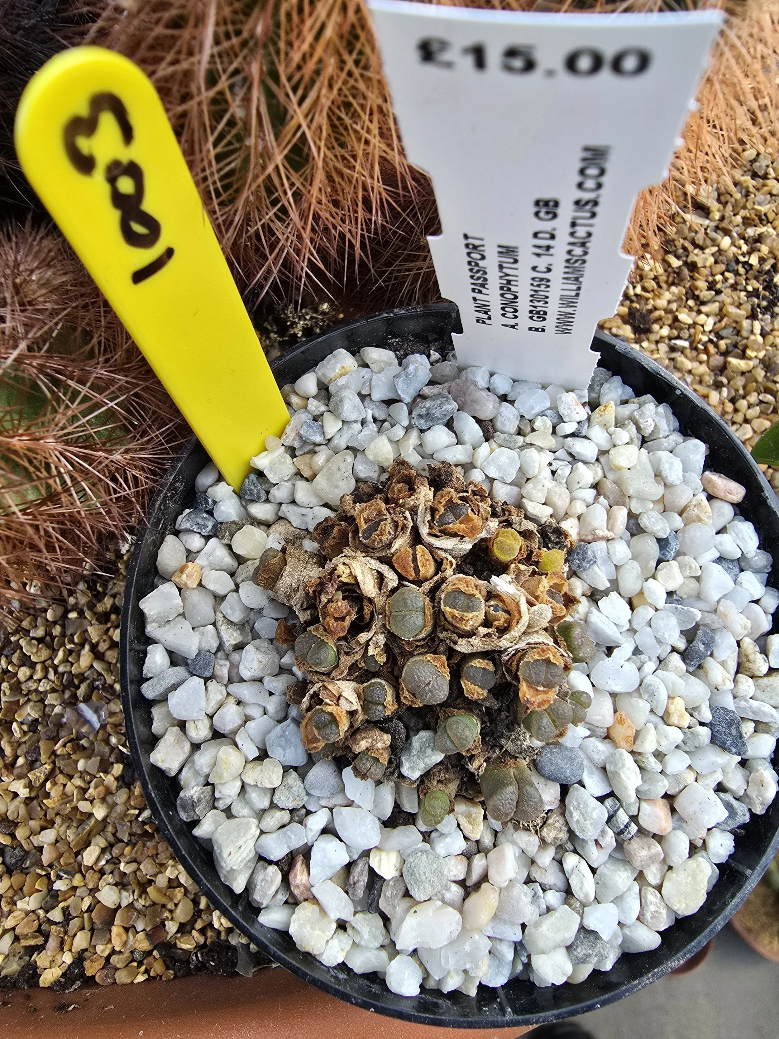 CONOPHYTUM