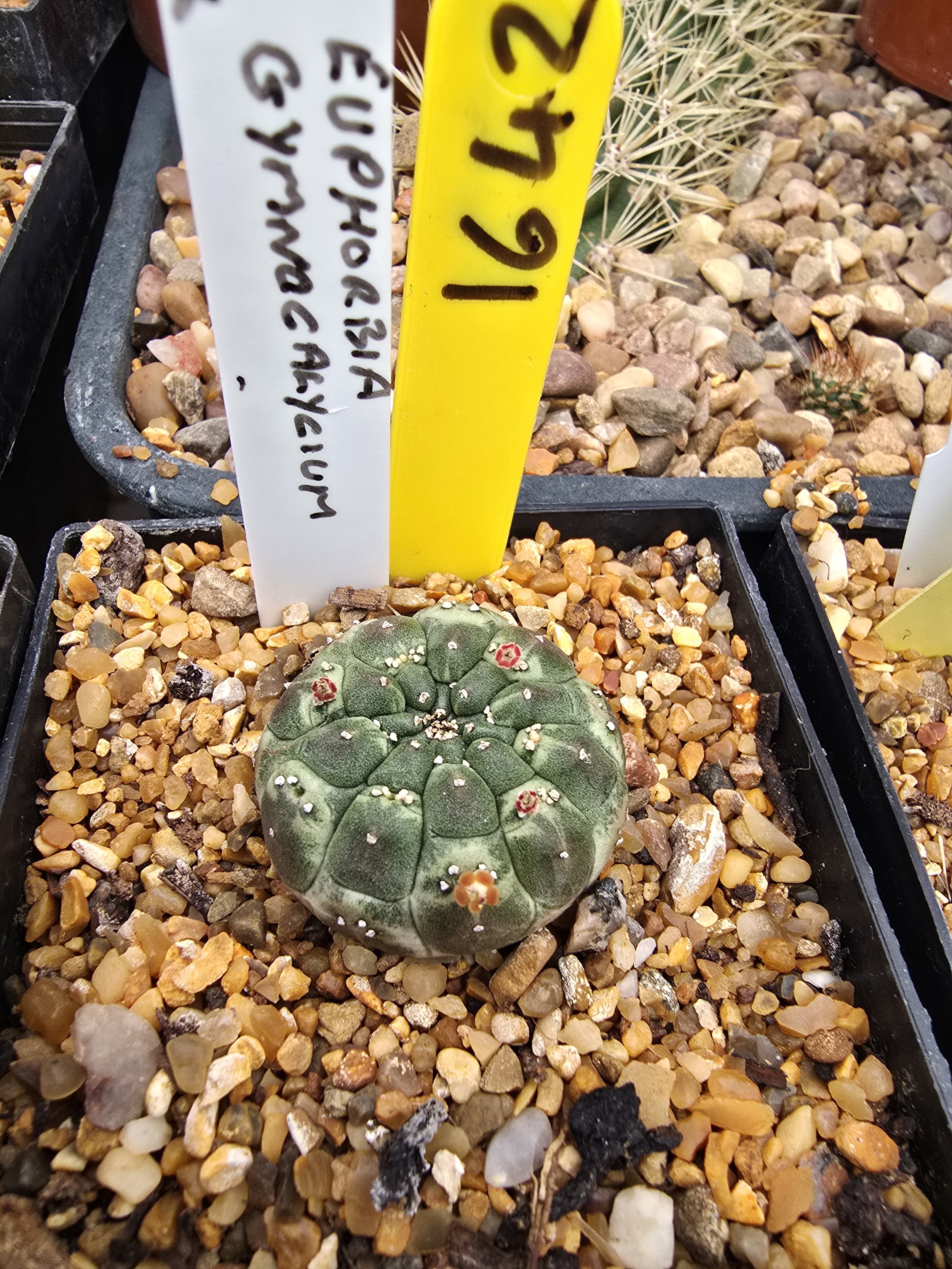 EUPHORBIA GYMNOCALYCIOIDES