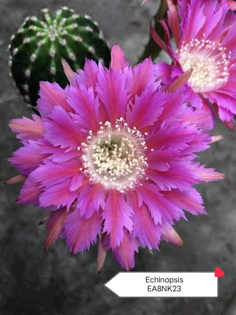 ECHINOPSIS EA8NK23 THAI HYBRID