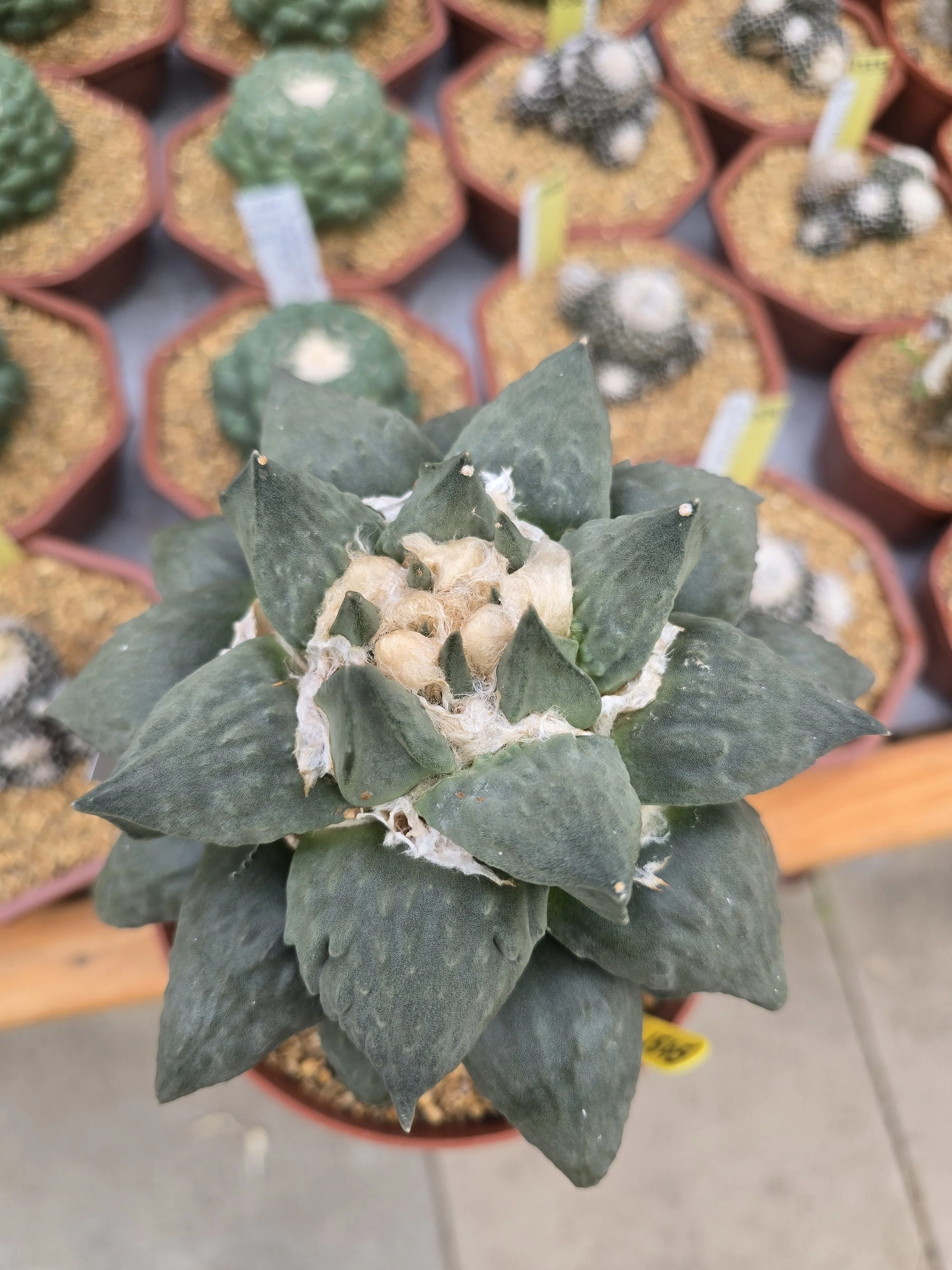 ARIOCARPUS RETUSUS GRAFTED