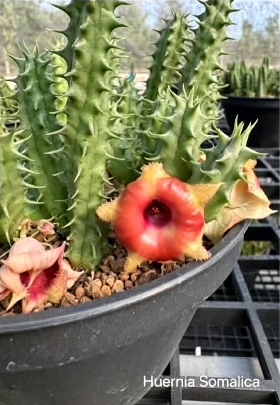 HUERNIA+SOMALICA.png