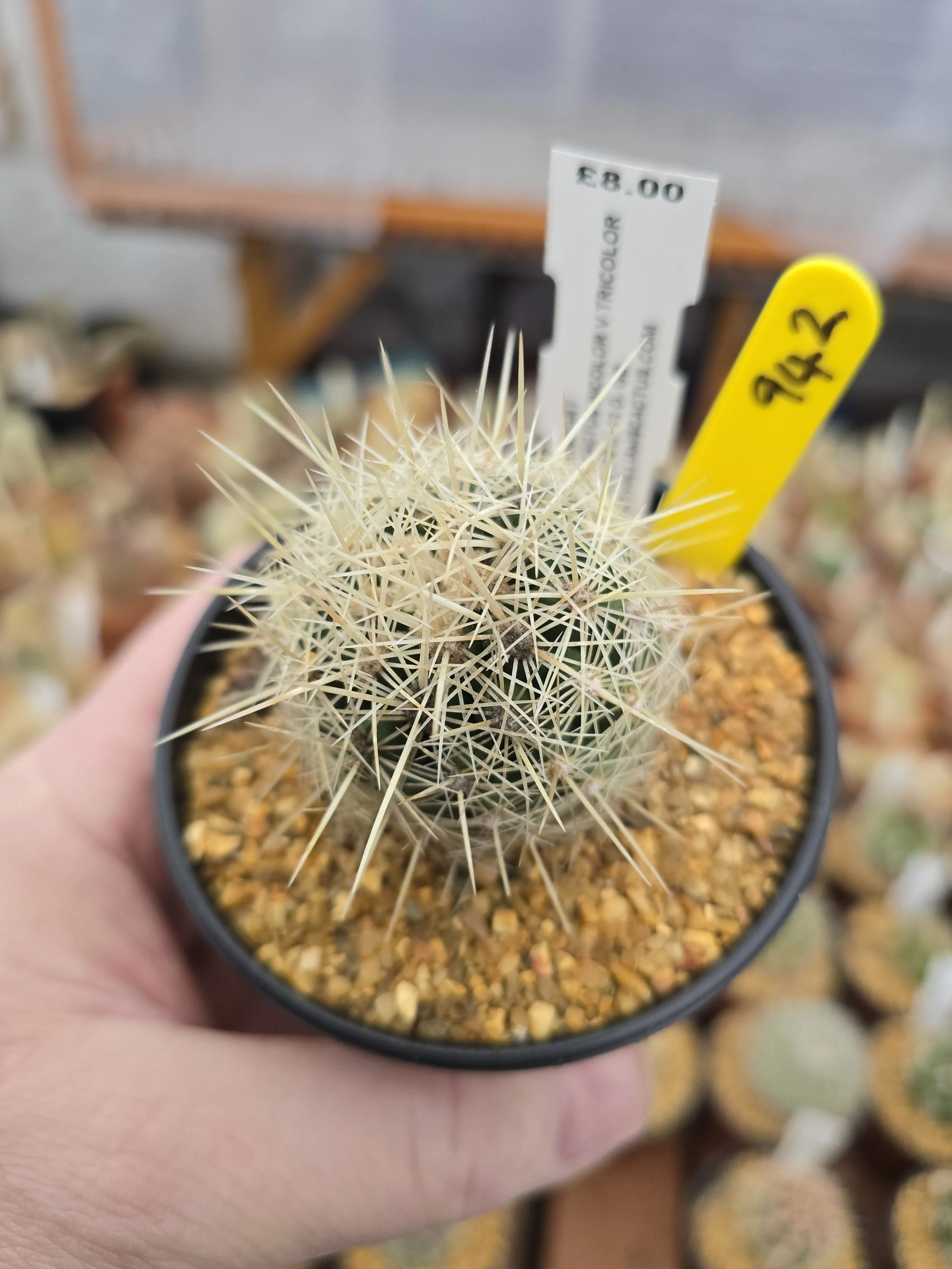 THELOCACTUS BICOLOUR V TRICOLOUR
