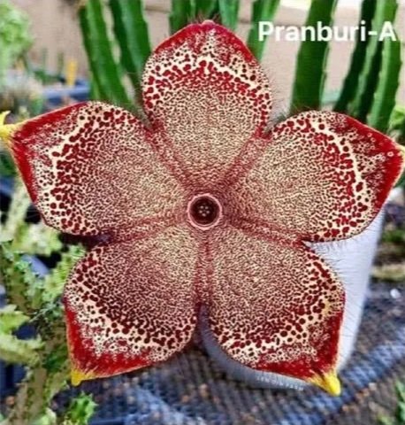 EDITHCOLEA+GRANDIS+PRANBURI+-+A.jpg