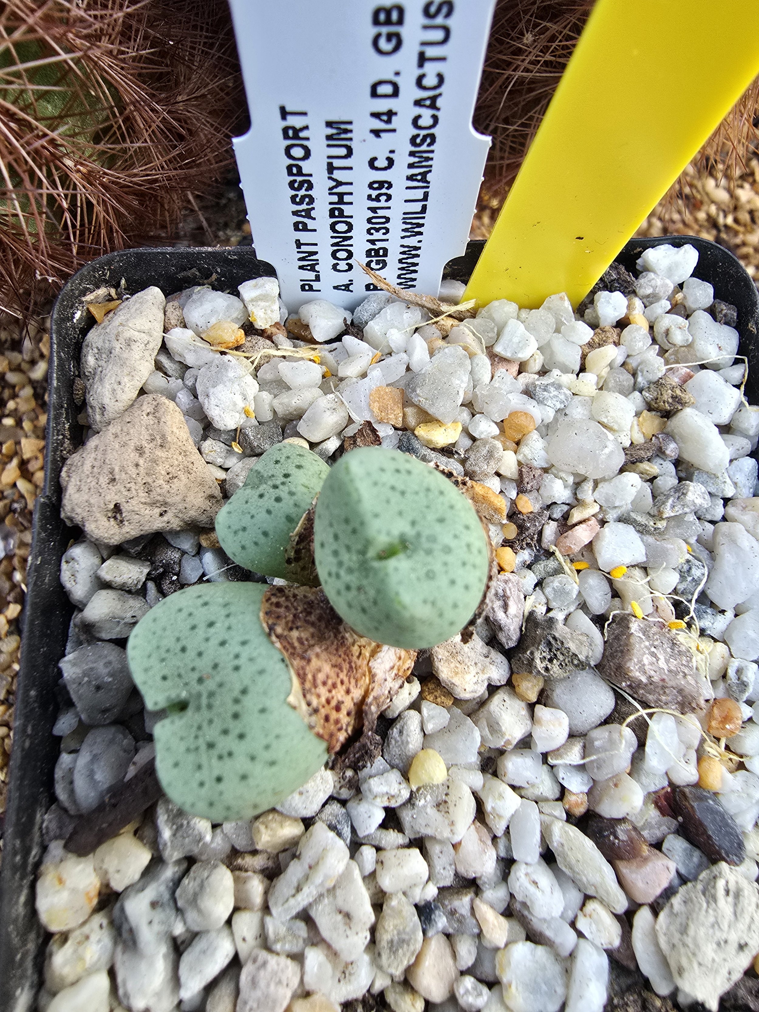 CONOPHYTUM