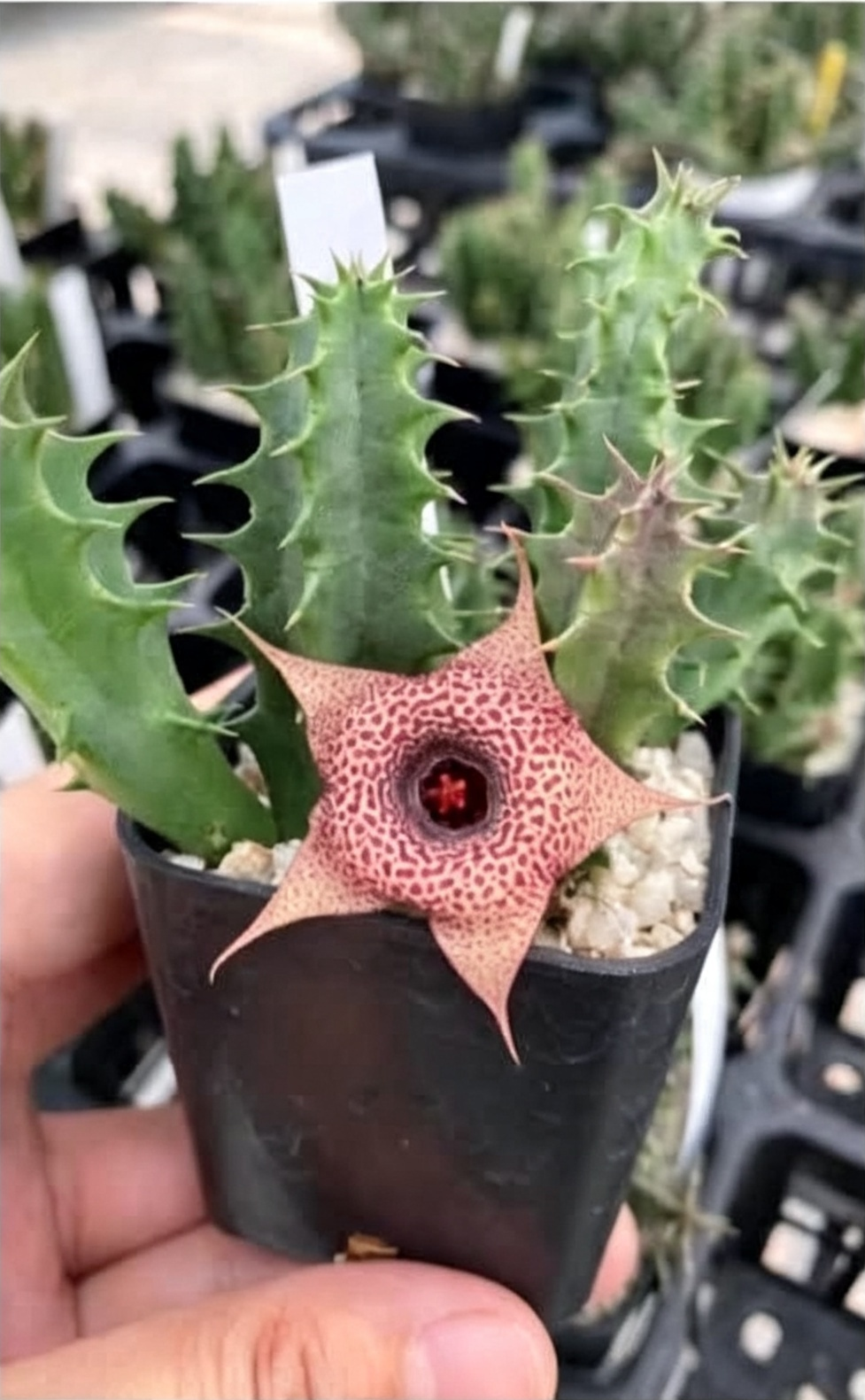 HUERNIA+DARIKA+%28PH%29+CL.1.png