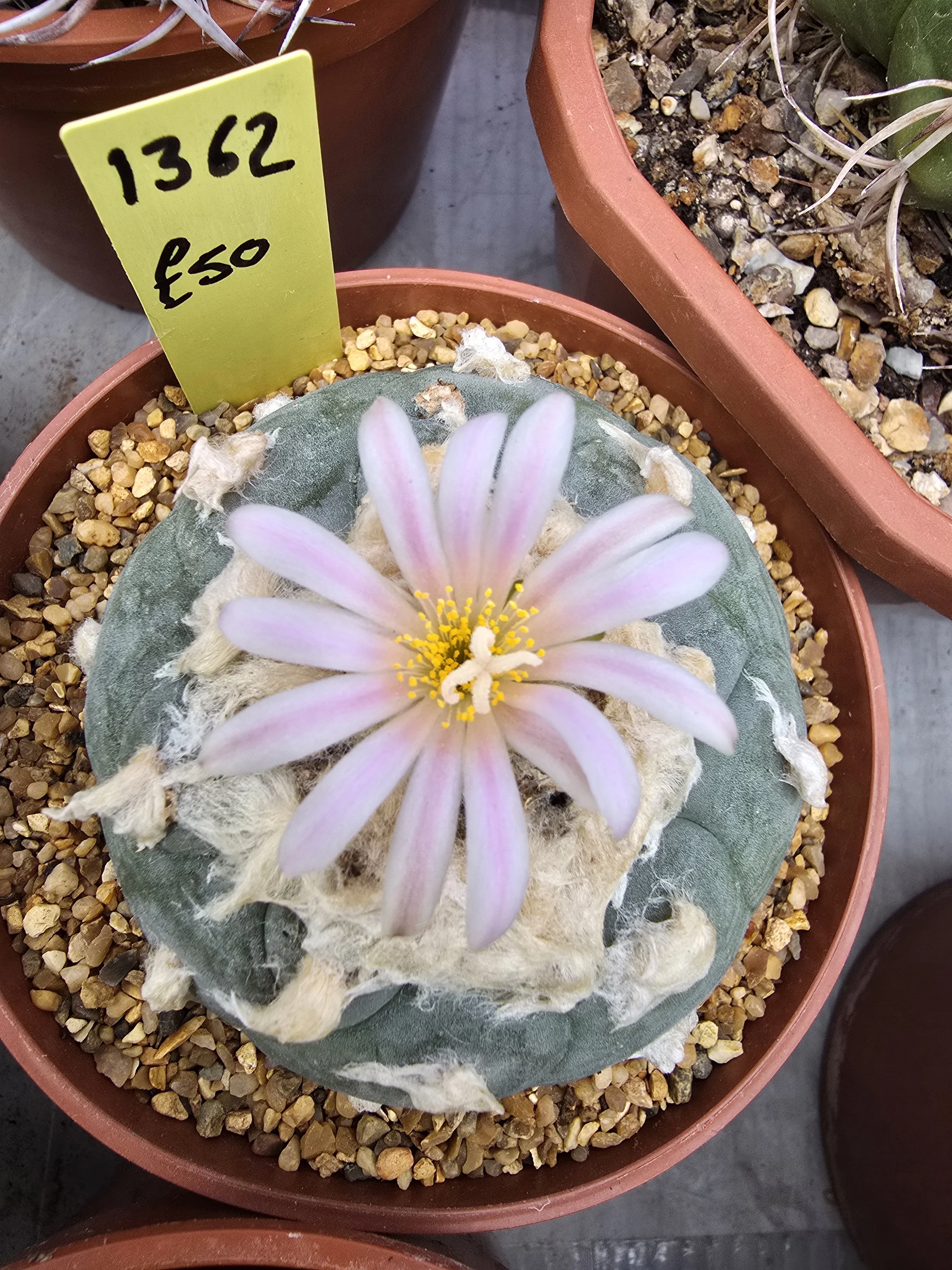Lophophora