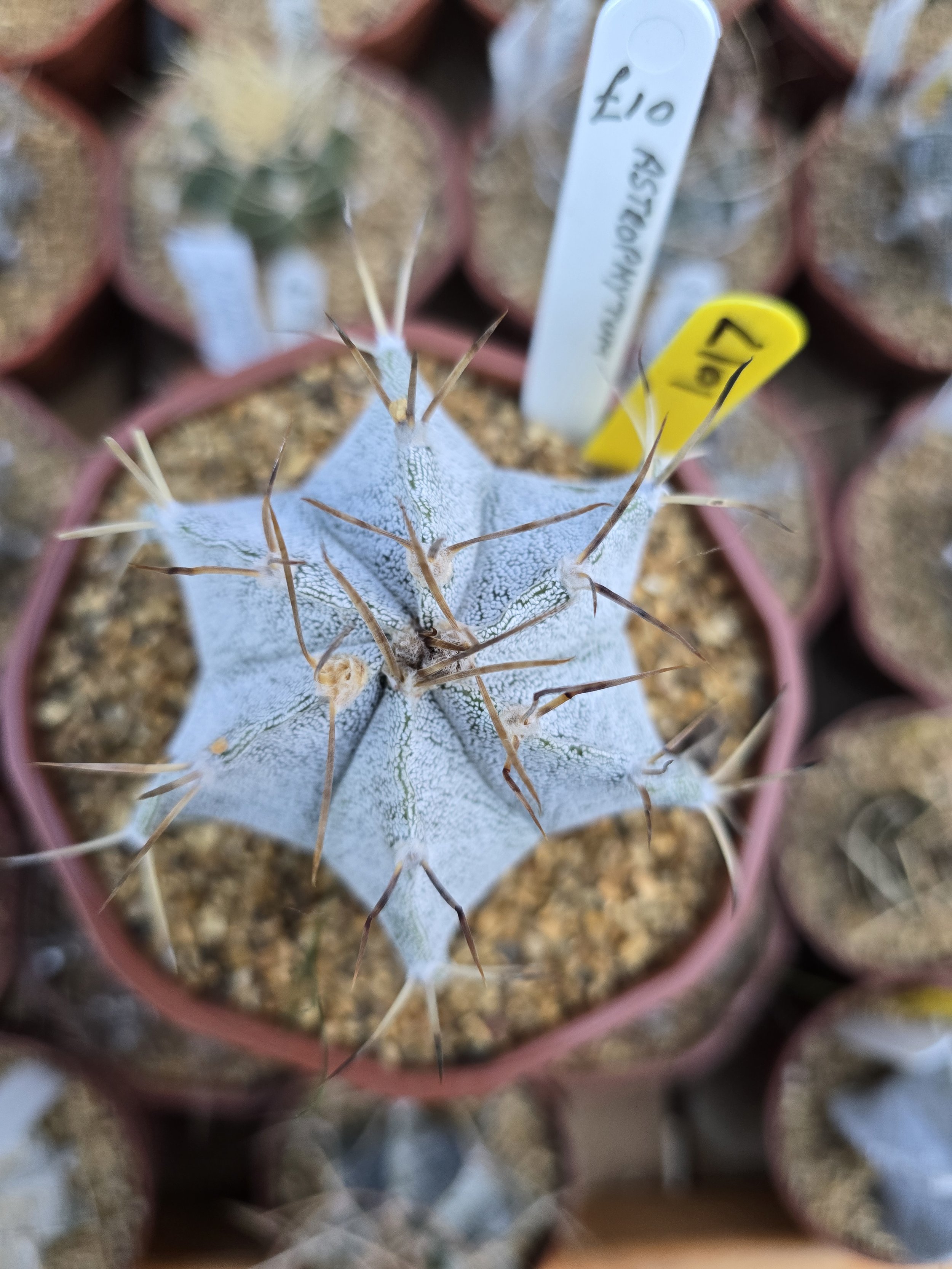 ASTROPHYTUM ORNATUM X MYRIOSTIGMA BISHOPS MITRE HYBRID