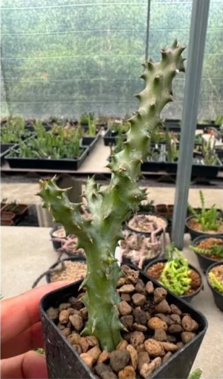 EDITHCOLEA+GRANDIS+AURORA.jpg