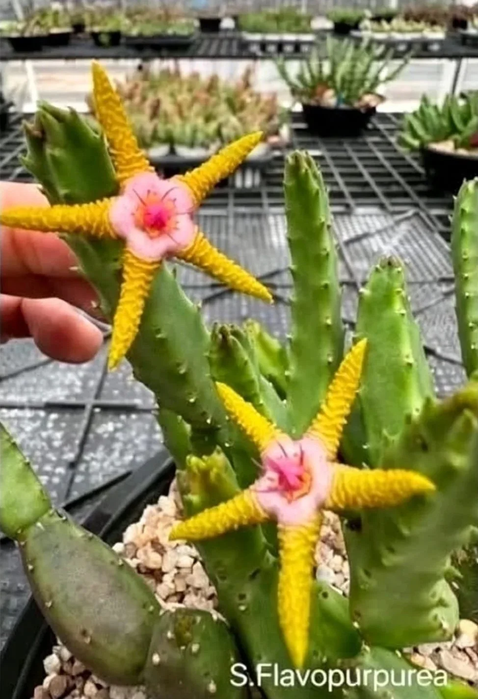 Stapelia+Flavopurpurea.jpg
